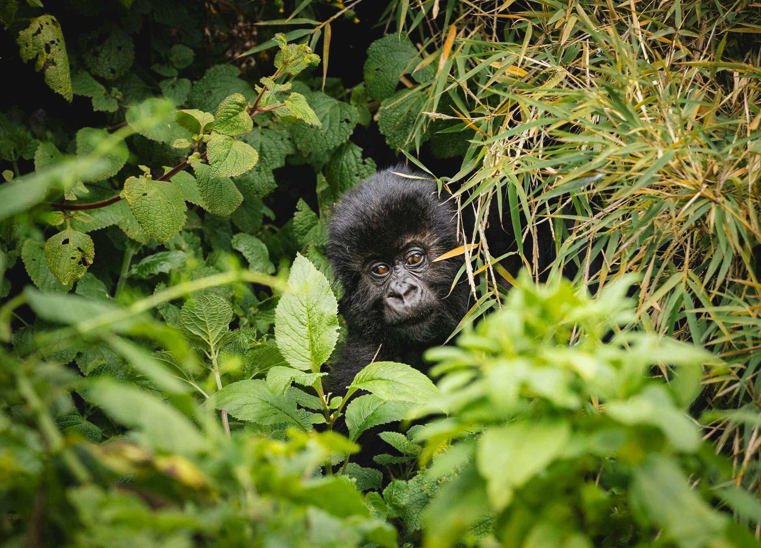 A baby gorilla is hiding in the bushes.