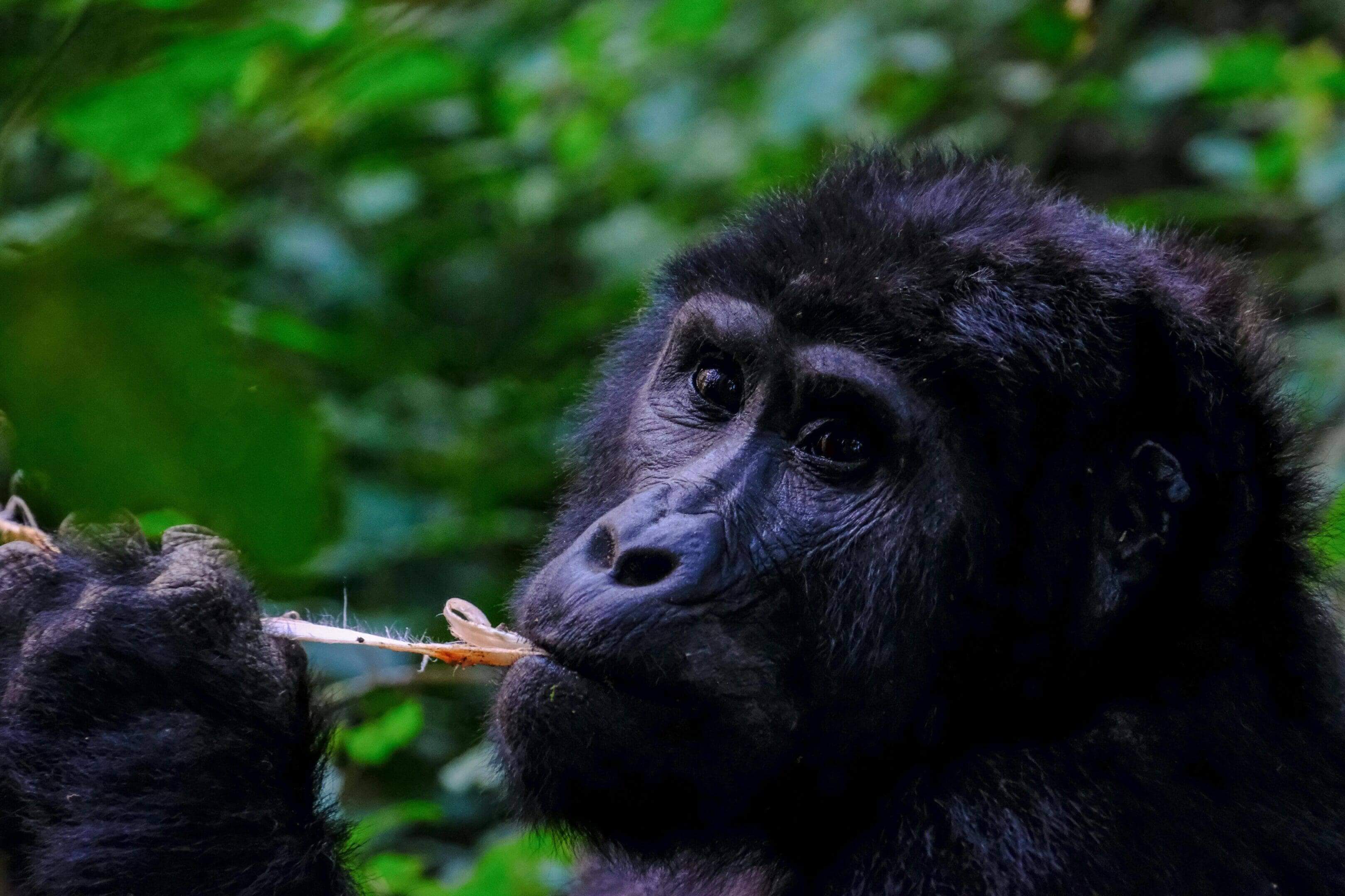 A gorilla is eating something in the forest.