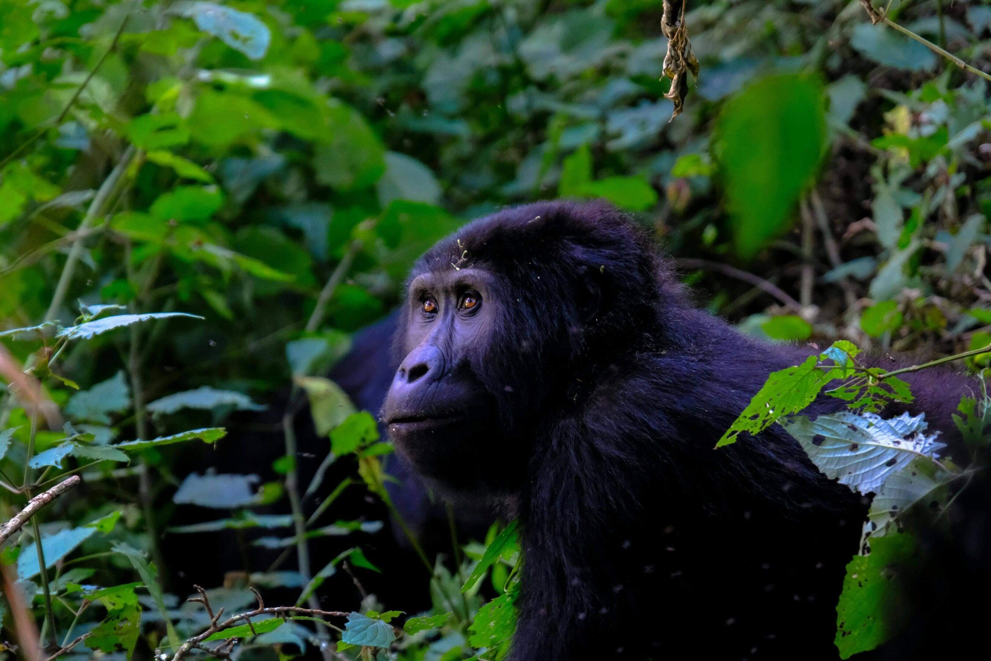 A gorilla in the woods looking at something.