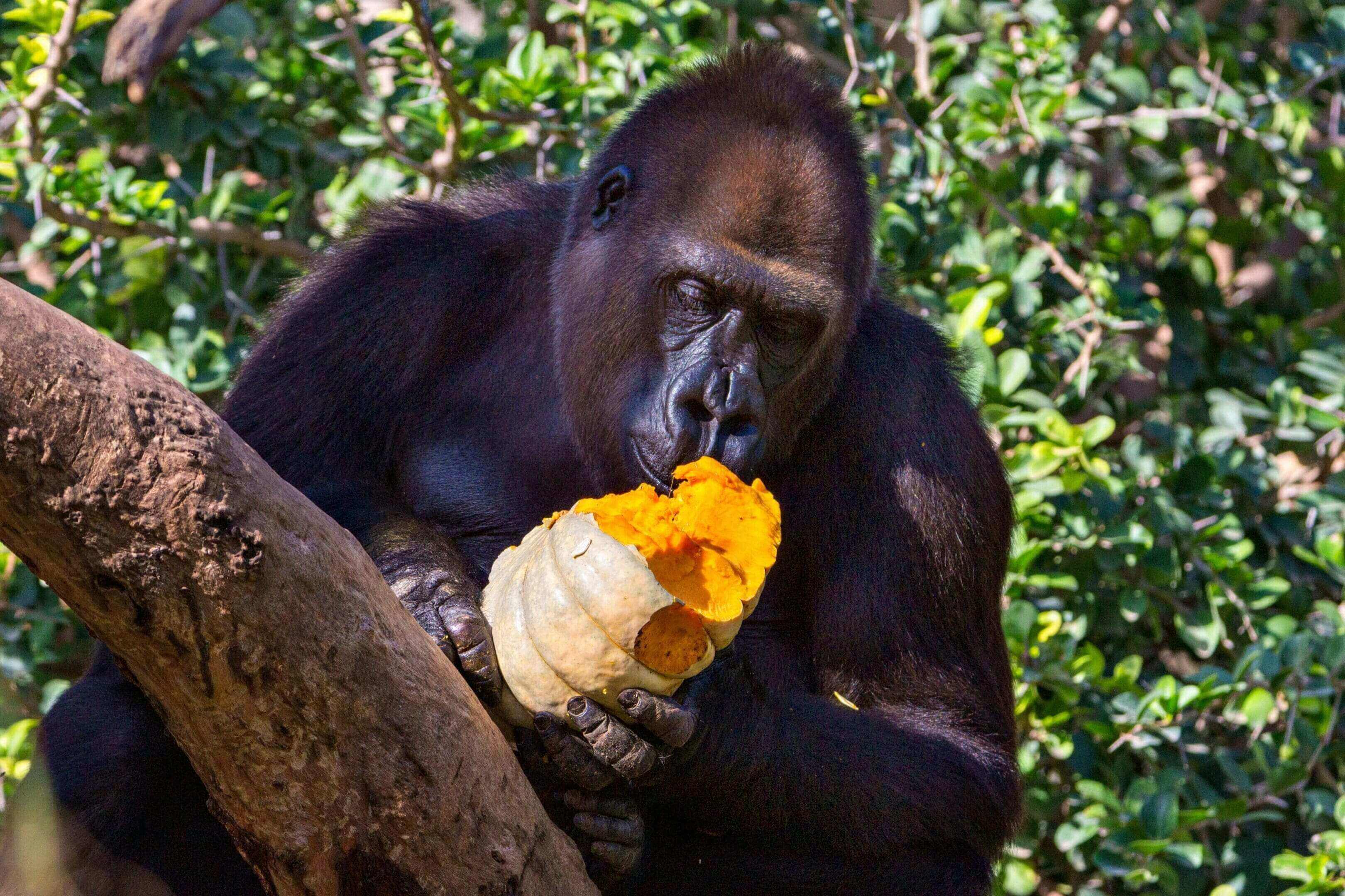 A gorilla is eating some food off of the tree.