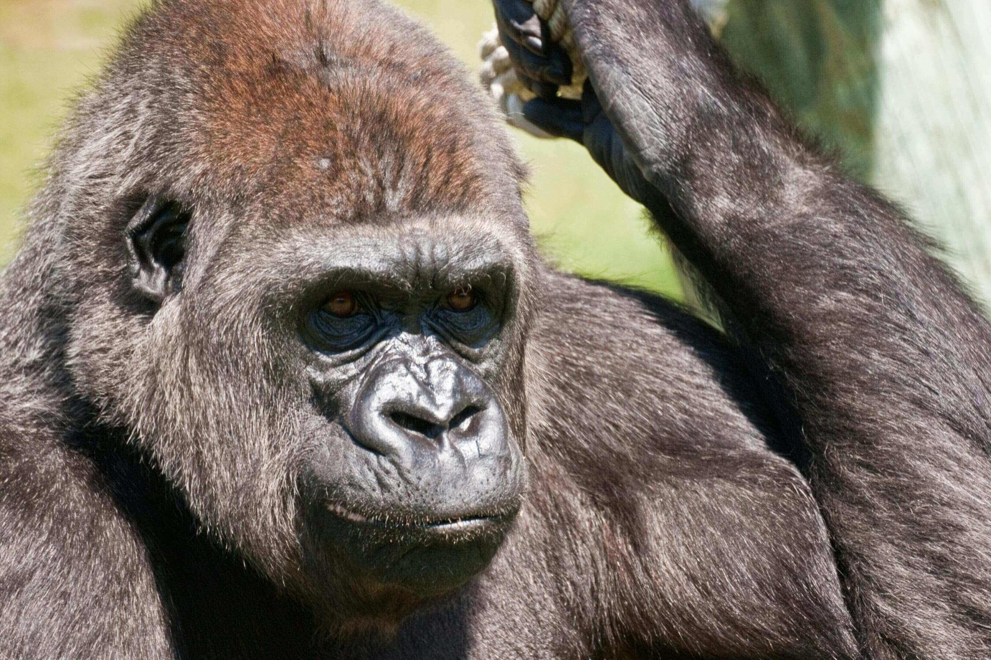 A gorilla is looking at the camera.