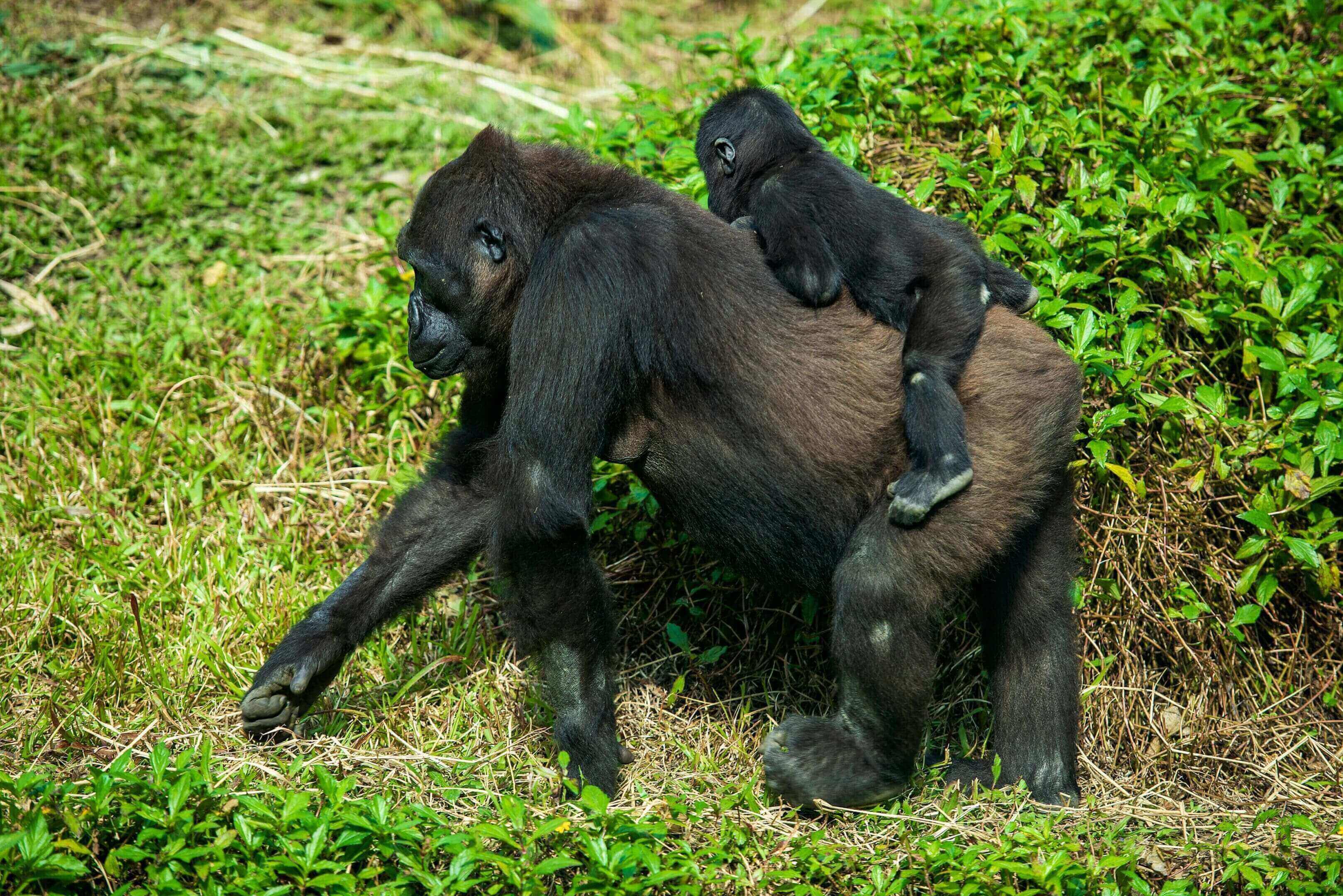 A gorilla with two young on its back.