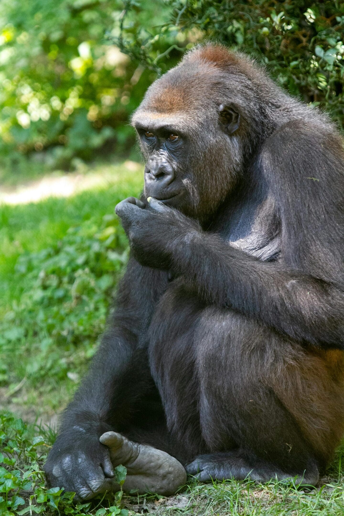 A gorilla sitting in the grass eating something.