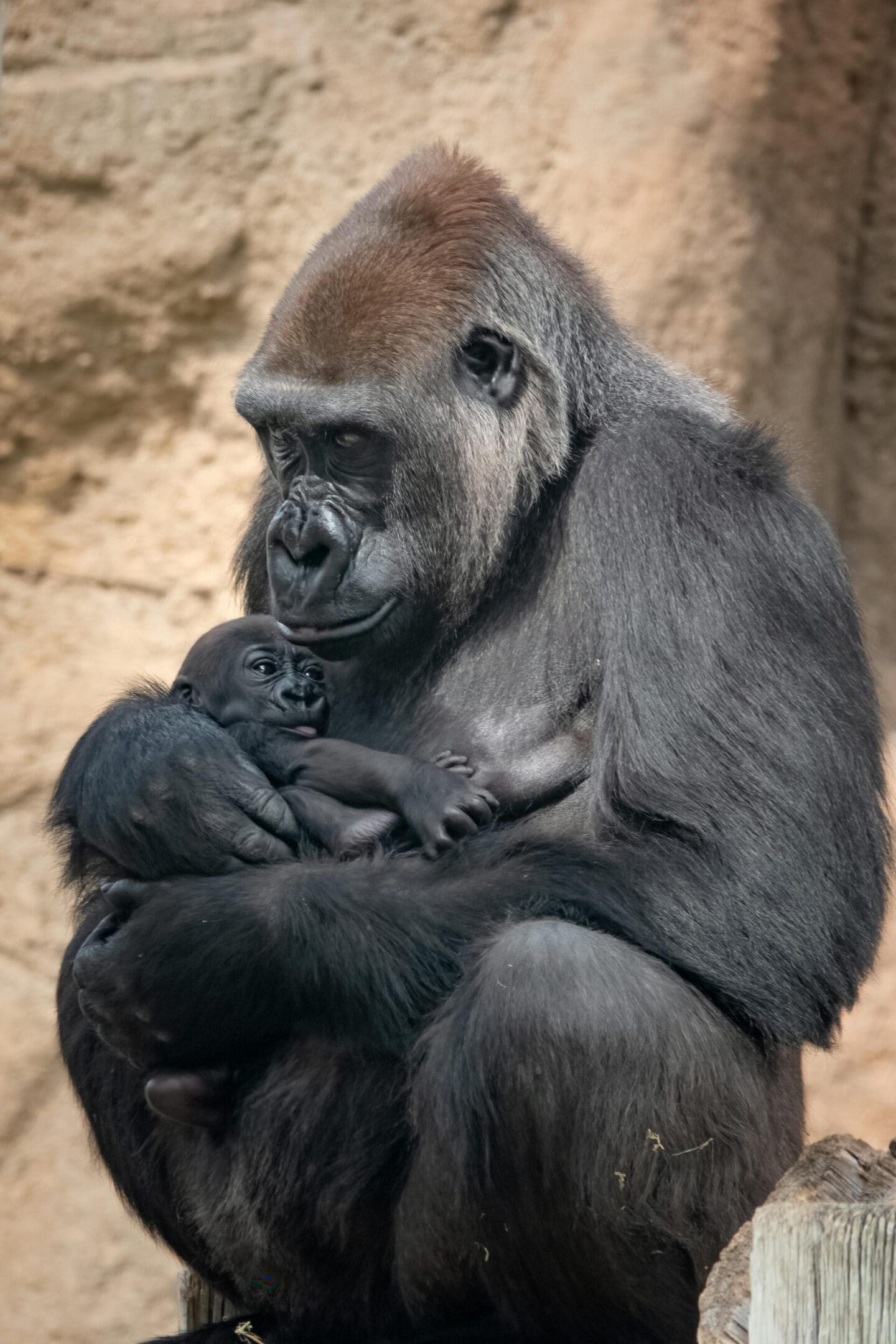 A gorilla holding onto another gorilla in his arms.