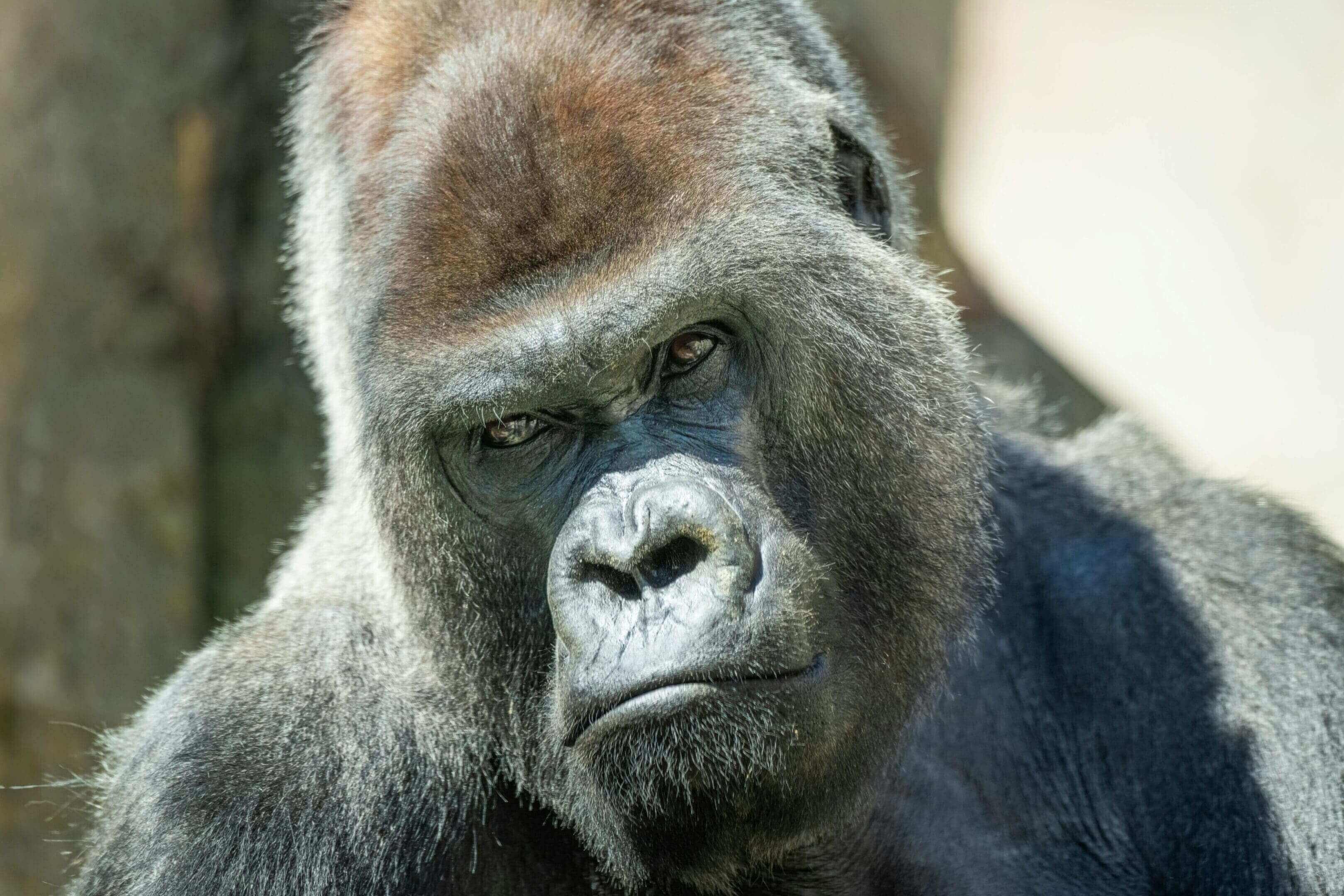 A gorilla is looking at the camera.
