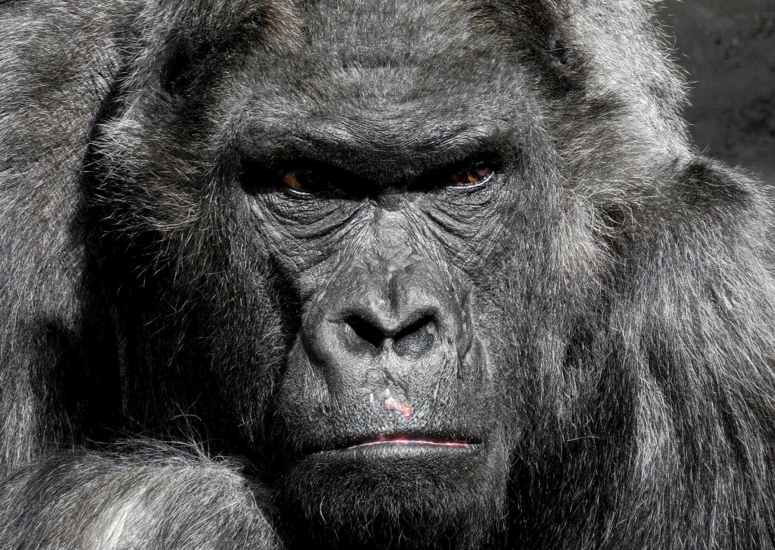A gorilla with long hair and a face close up.