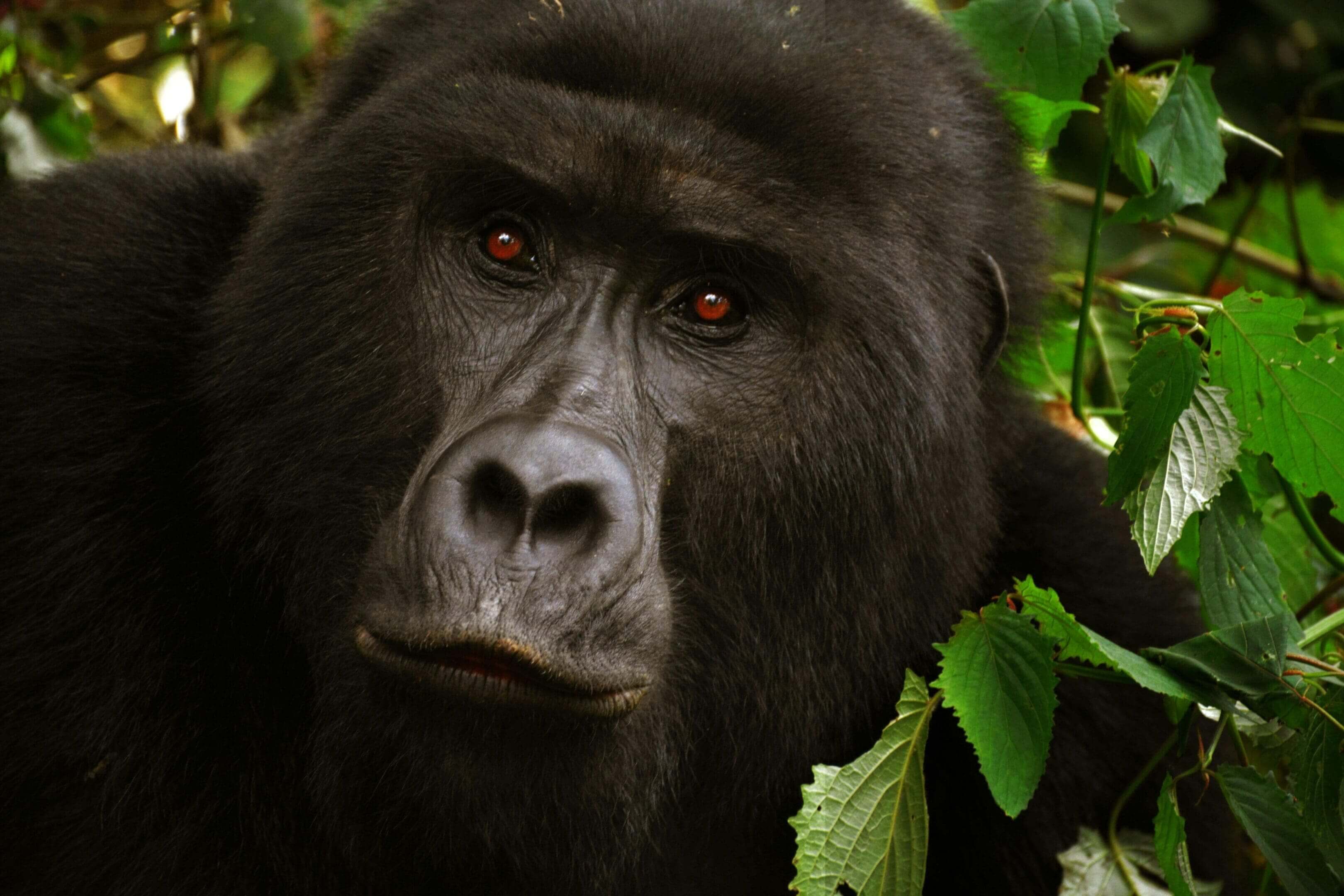 A gorilla is standing in the trees looking at something.