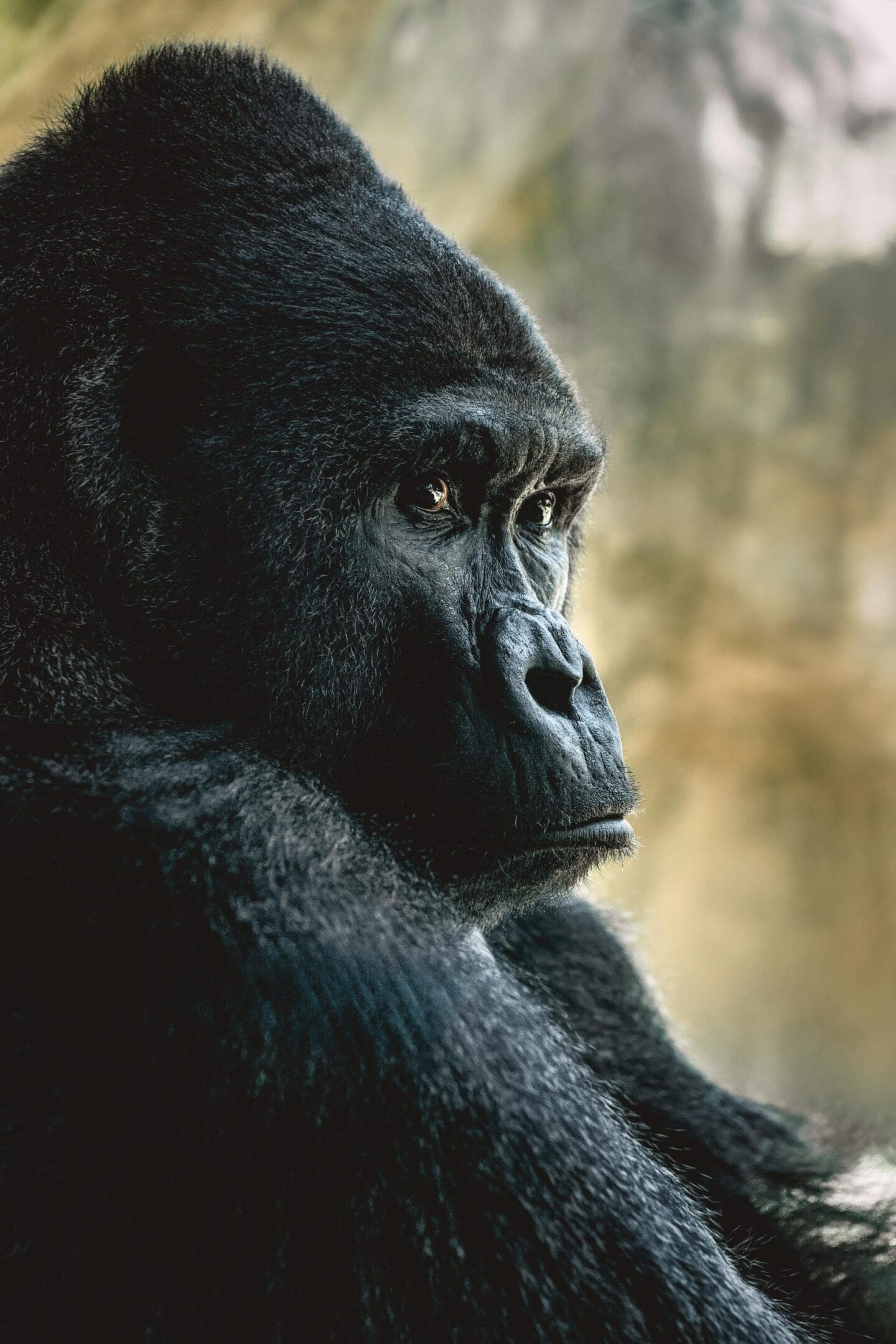 A gorilla is looking into the distance.