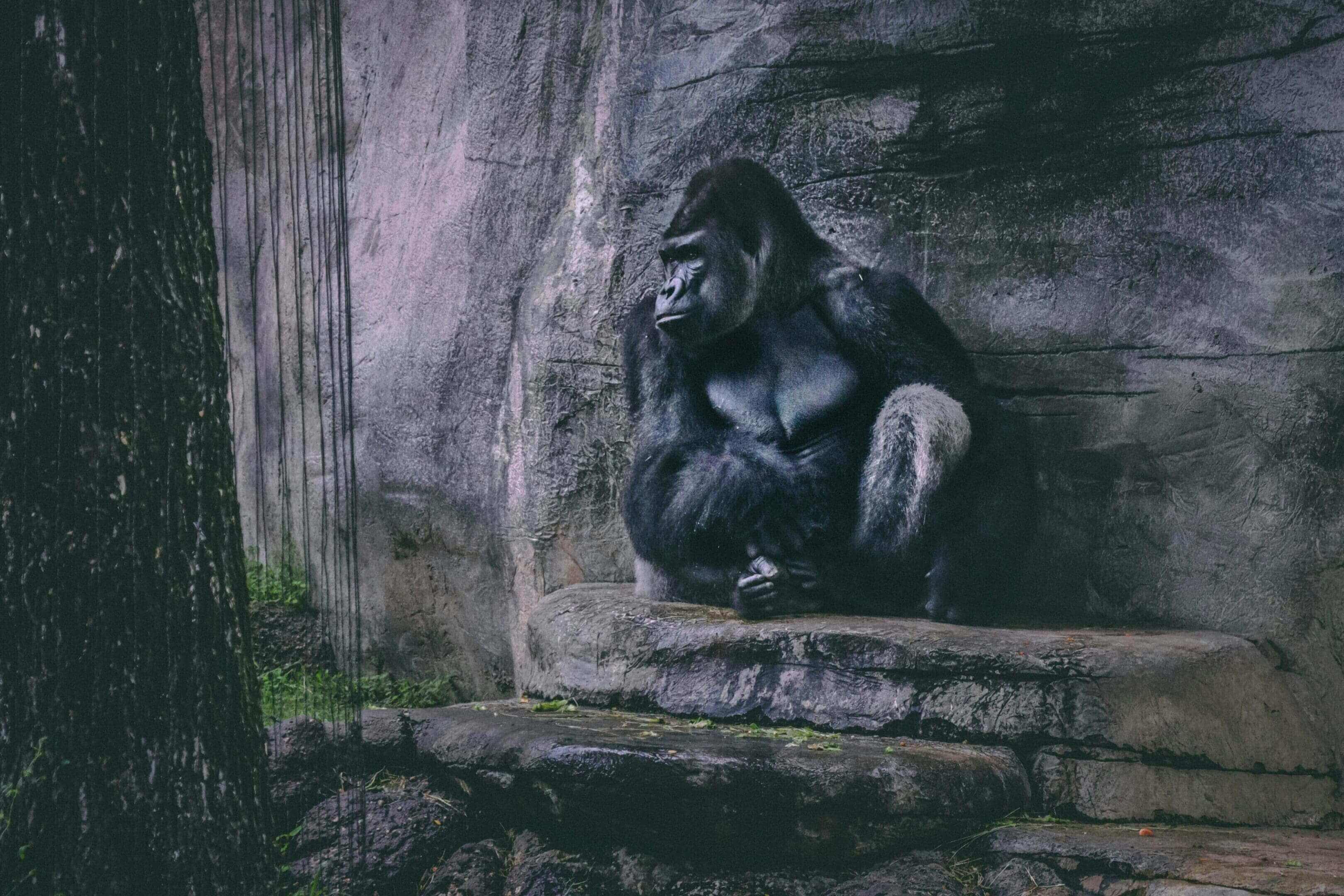 A gorilla sitting on the side of a rock wall.