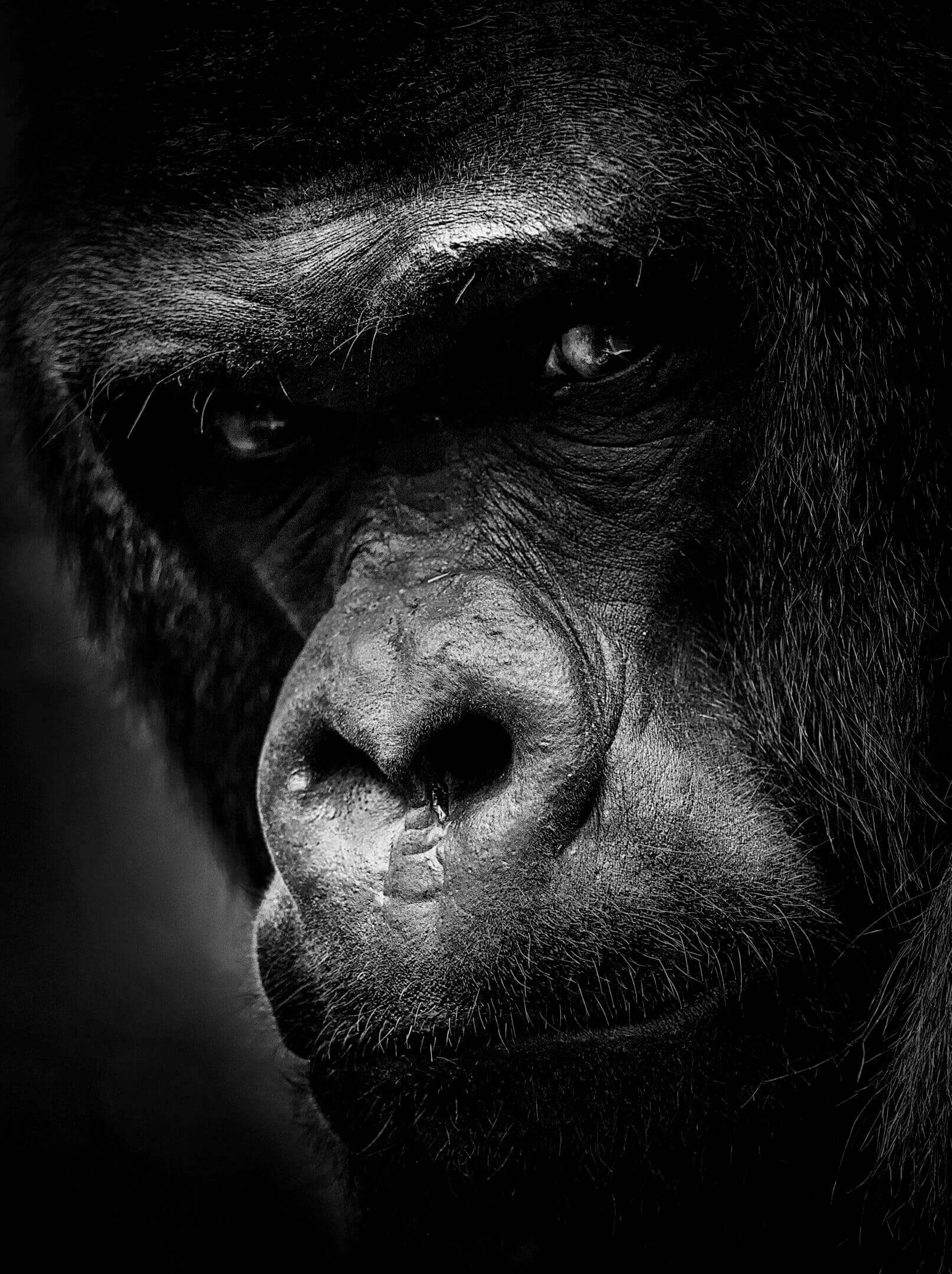 A gorilla is looking into the camera.