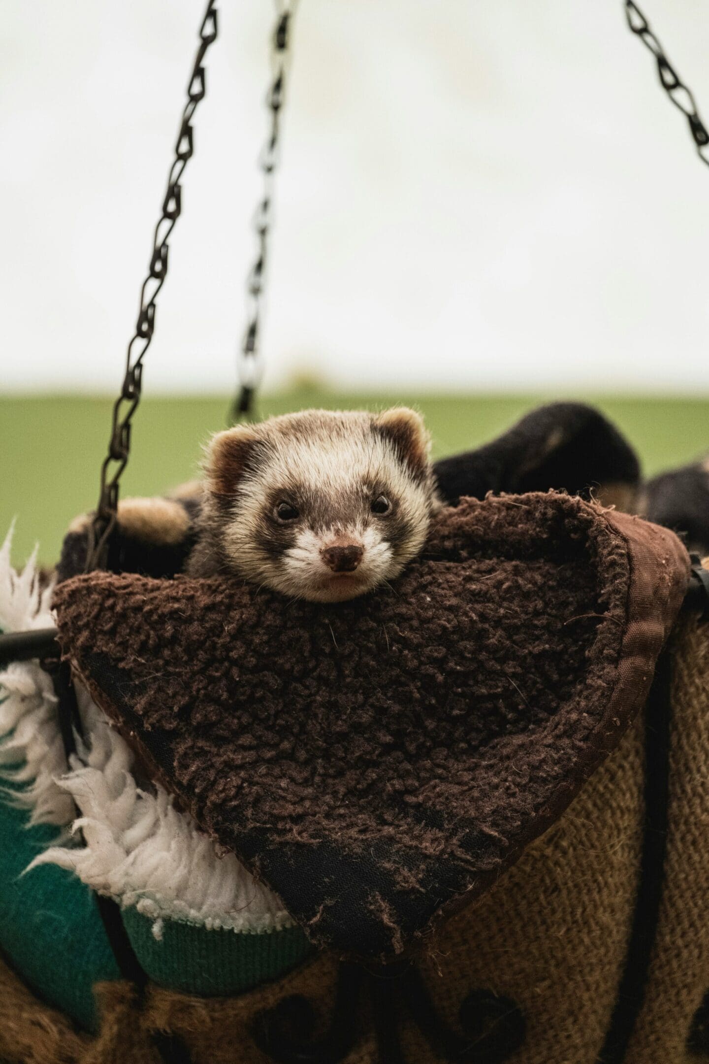 A ferret is hanging in the hammock.