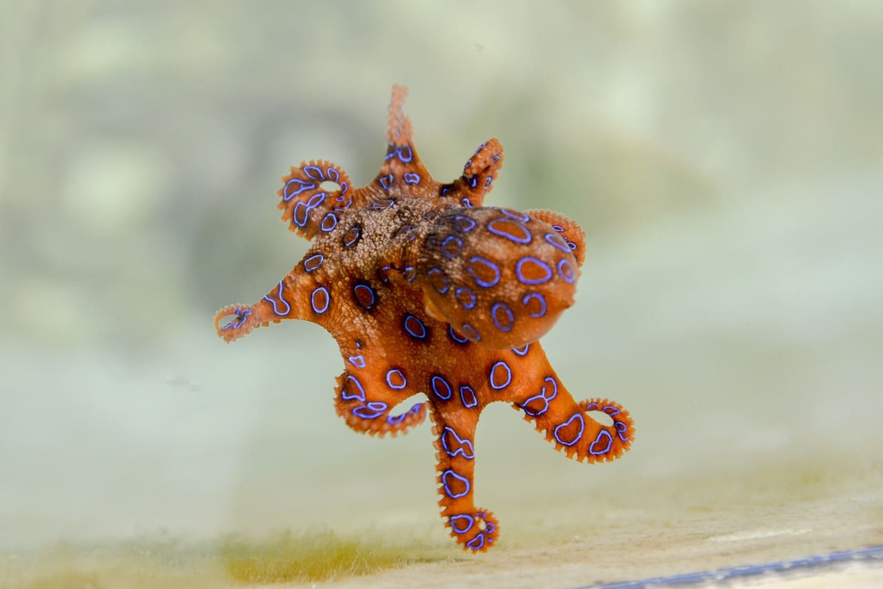 A small octopus is sitting on the glass.