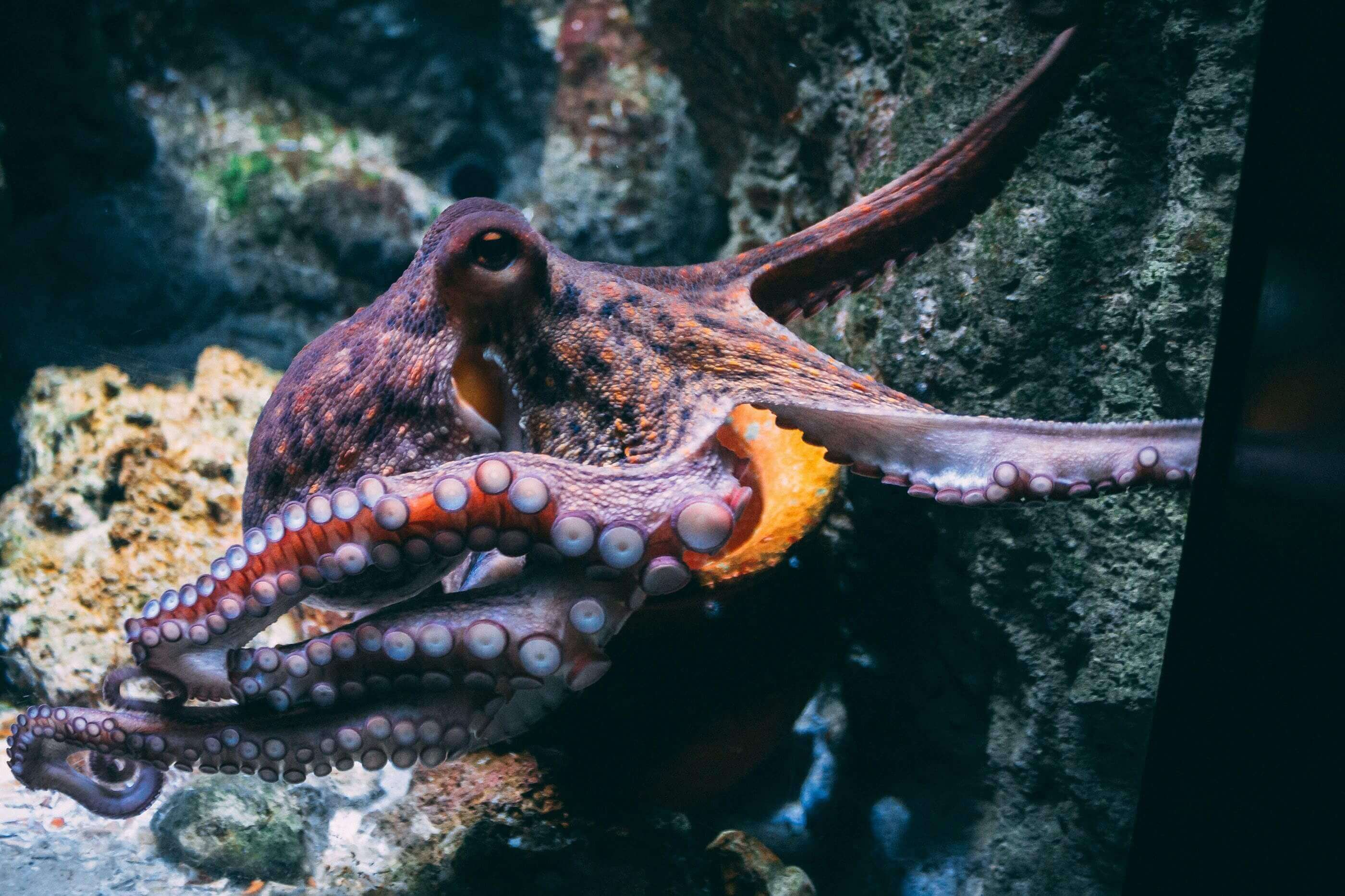 A close up of an octopus on the ocean floor
