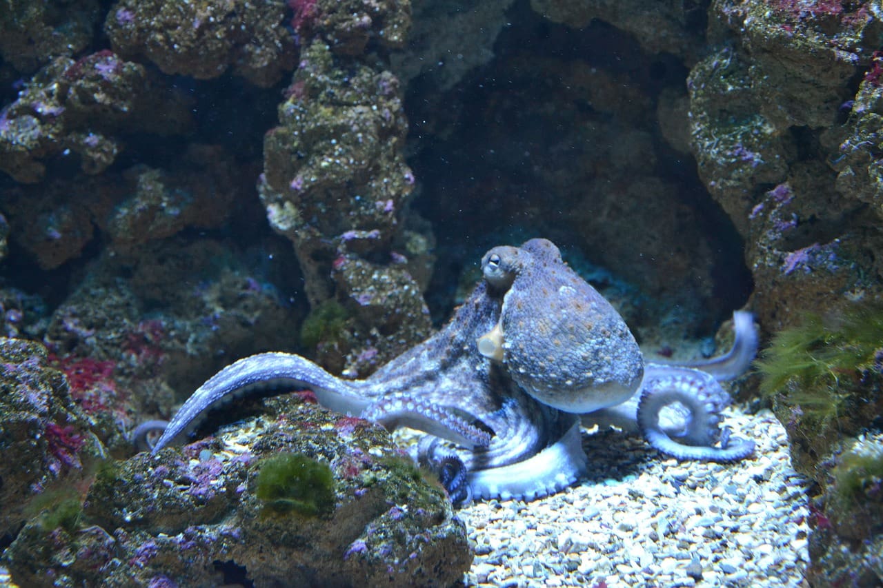A blue octopus is swimming in the water.