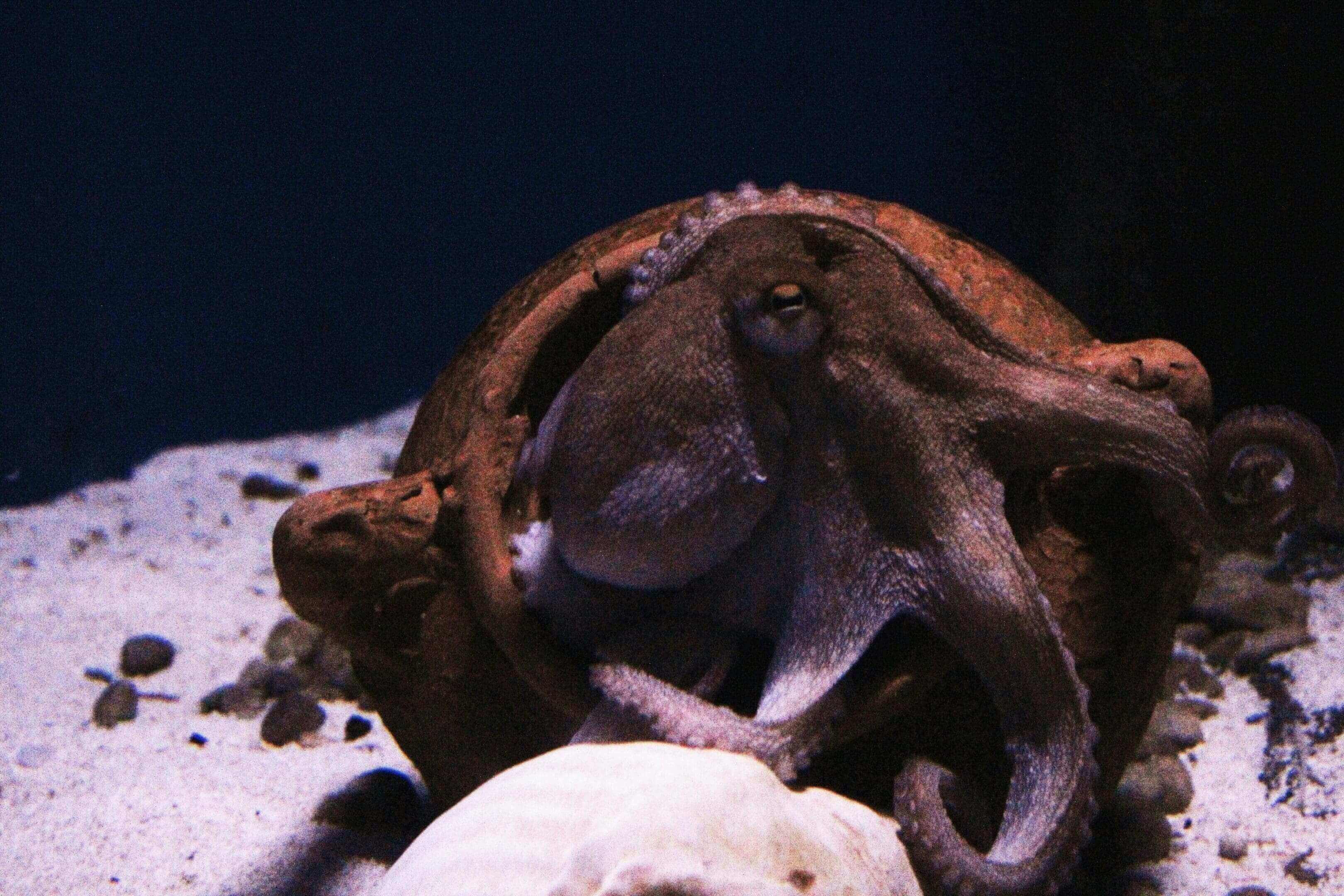 A close up of an octopus in the water