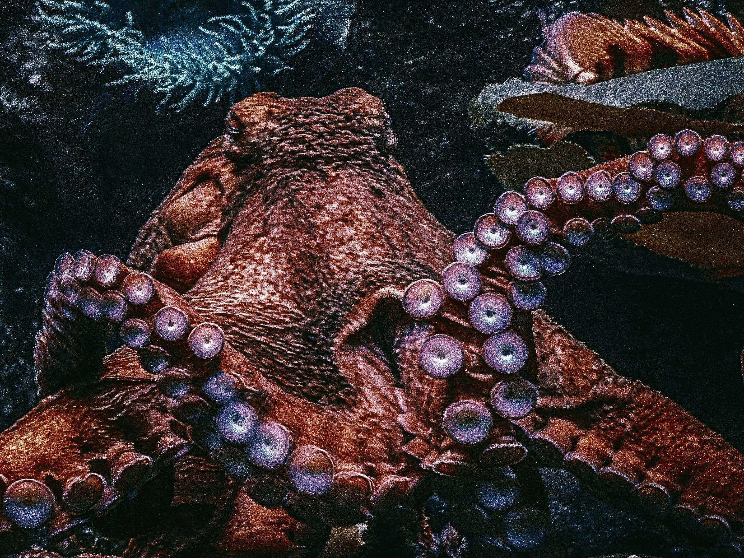 A close up of an octopus with tentacles