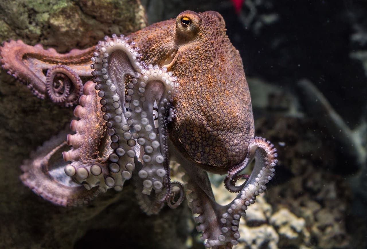 A close up of an octopus in the water