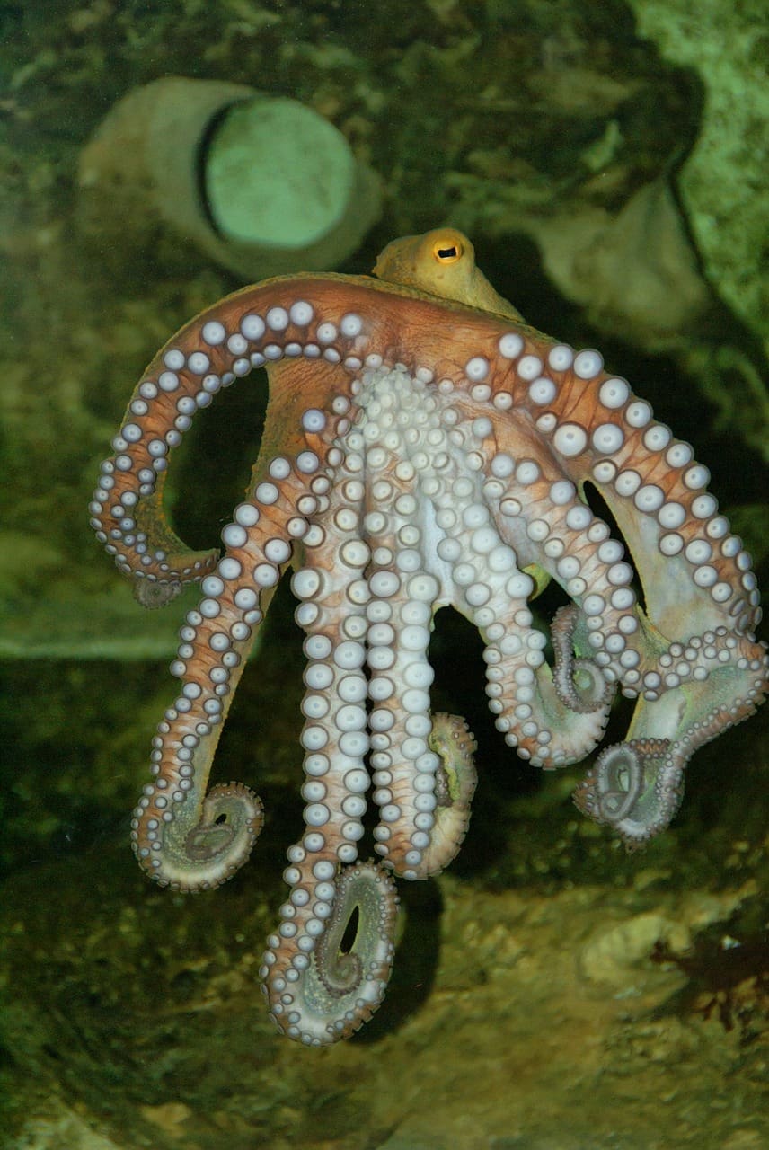 A close up of an octopus in the water