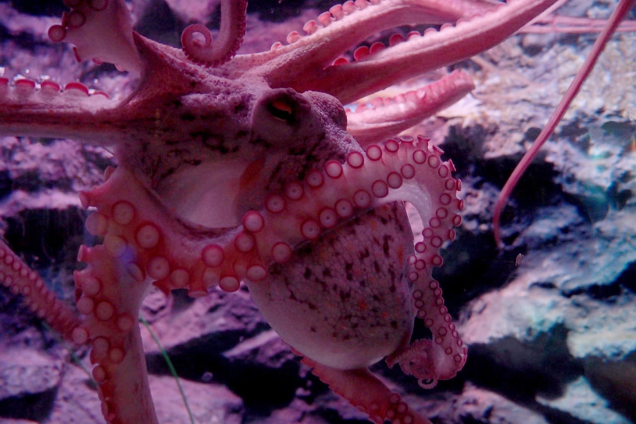 A close up of an octopus in the water