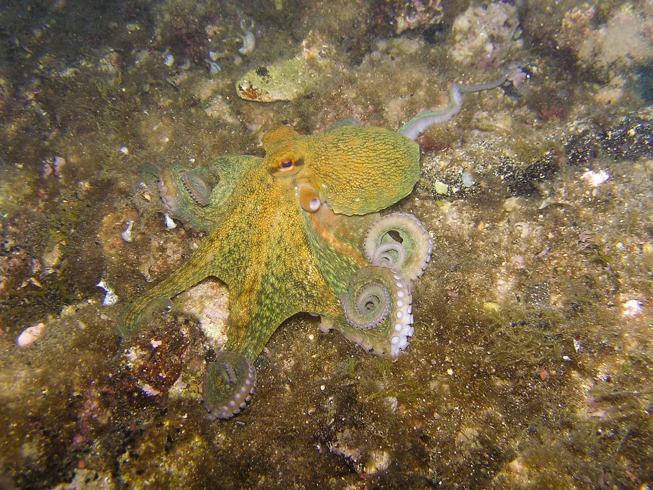 A green and yellow octopus is sitting on the ground