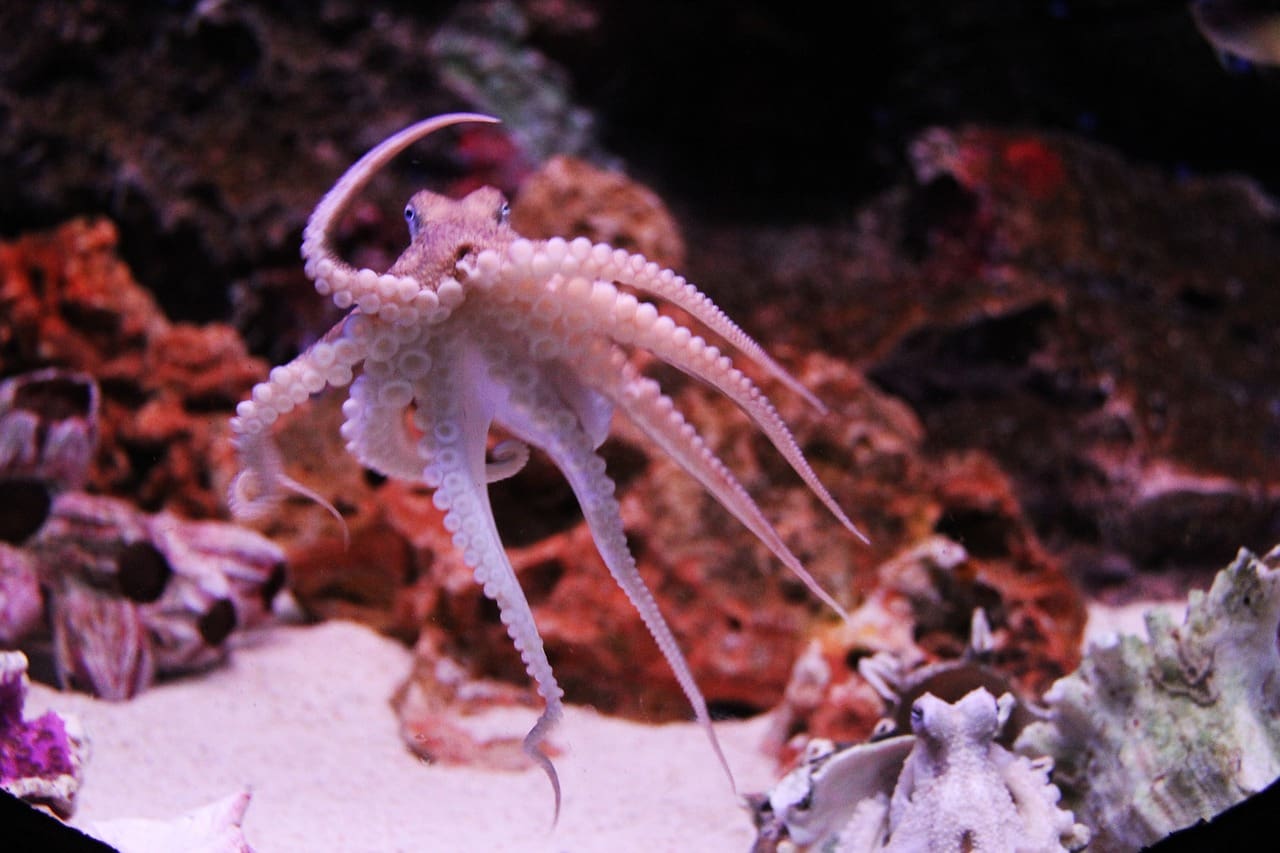 A white octopus is swimming in the water.