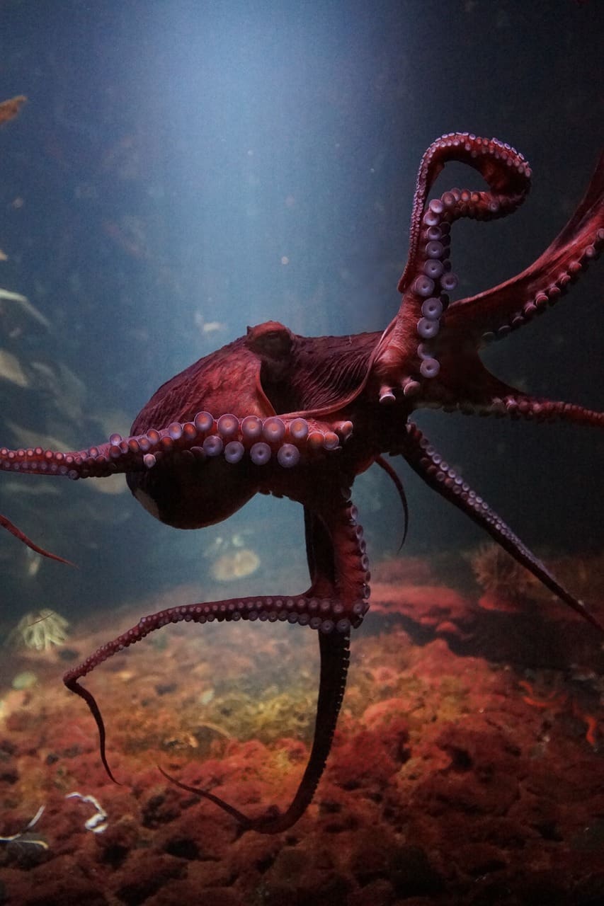 A red octopus is swimming in the water.
