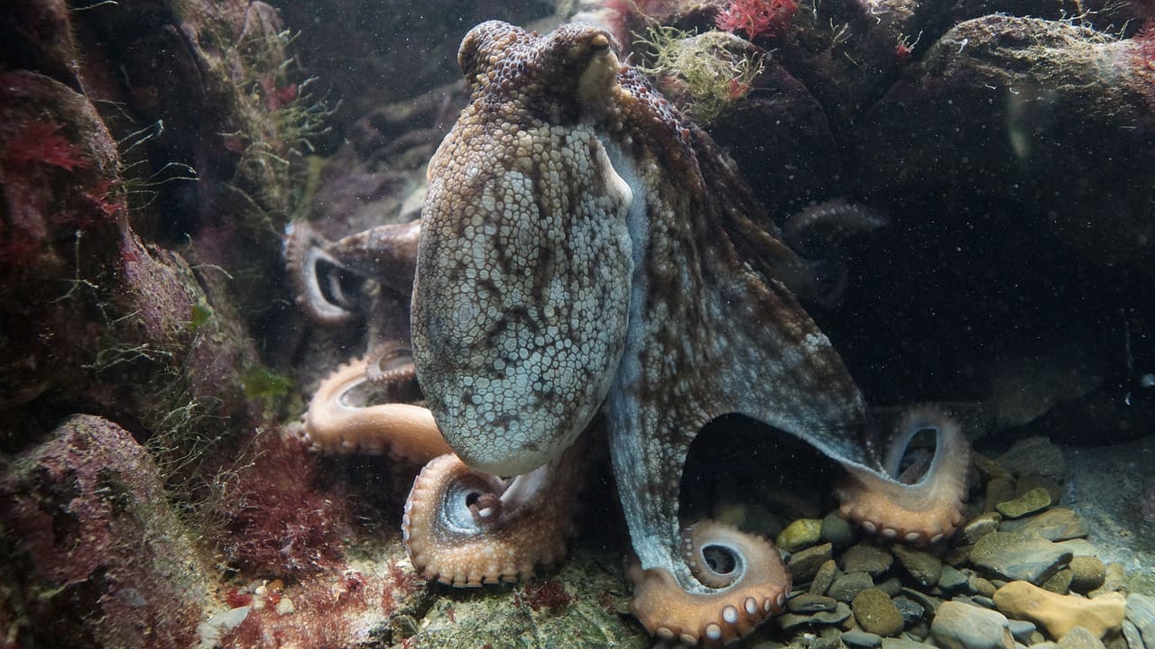 A close up of an octopus in the water