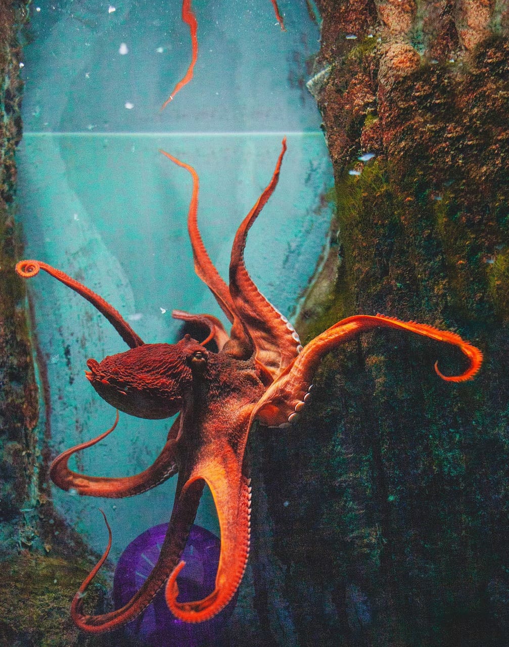 A red octopus is in the water