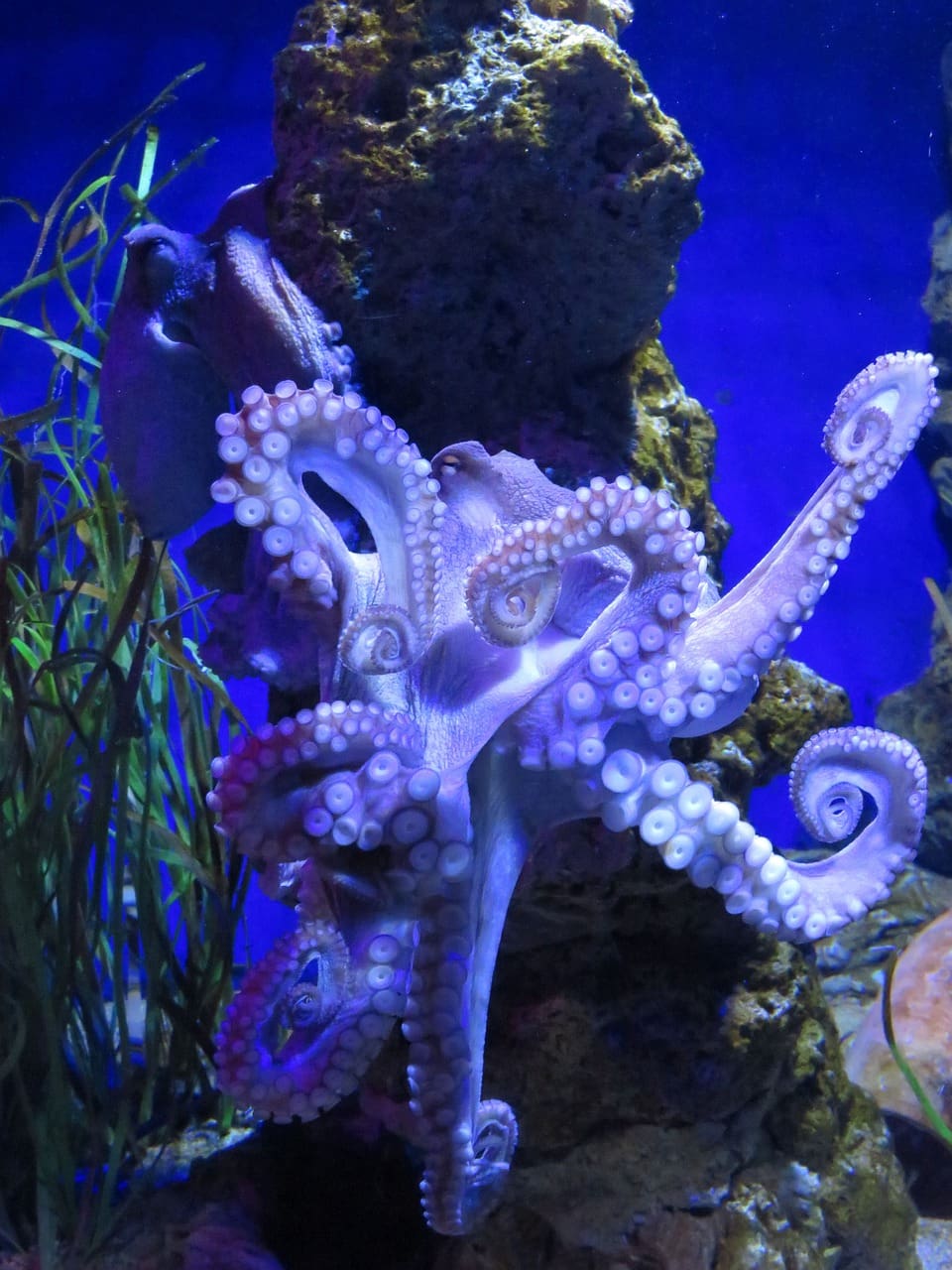 A close up of an octopus in the water