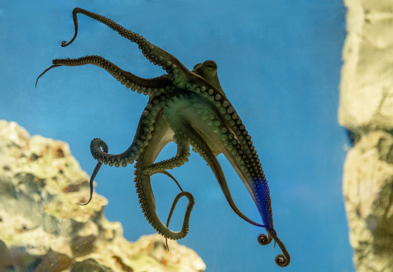 A blue-ringed octopus is swimming in the ocean.
