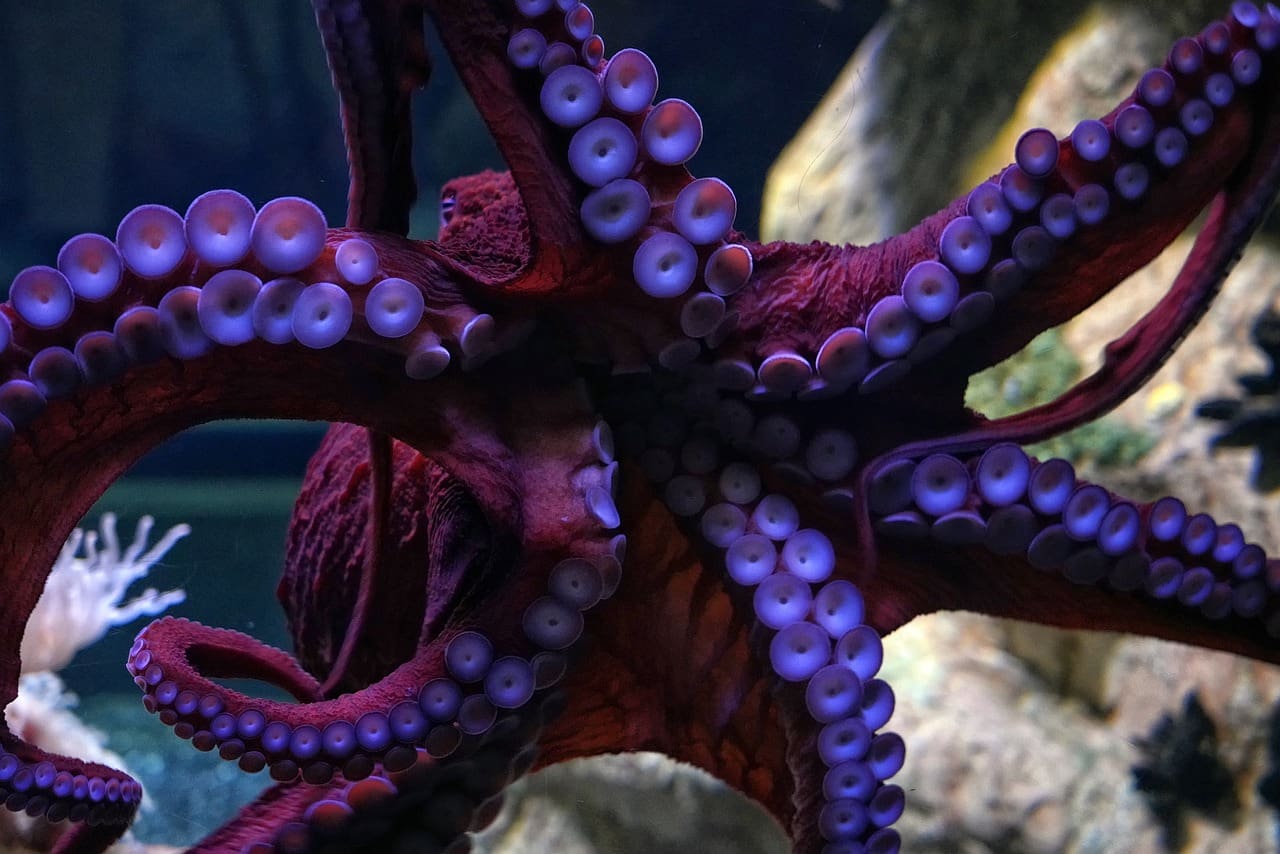 A close up of an octopus with purple tentacles