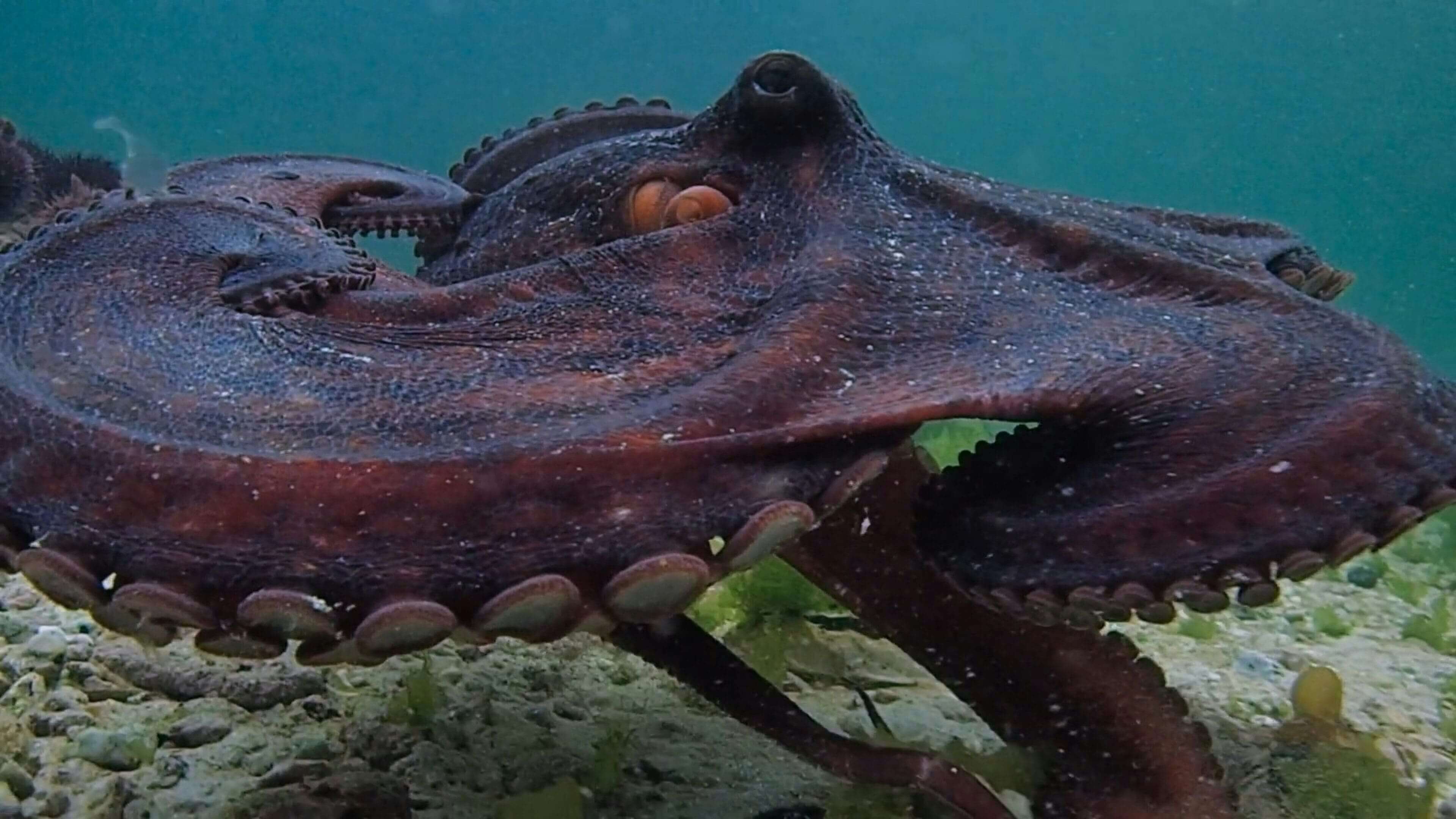 A close up of an octopus in the water
