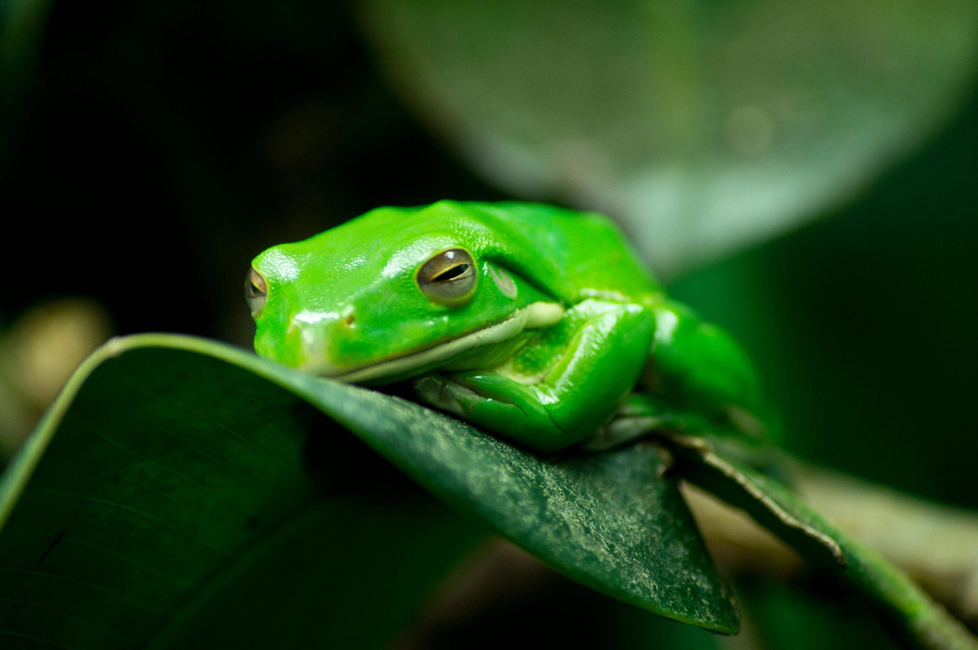 Green tree frog resting on leaf.