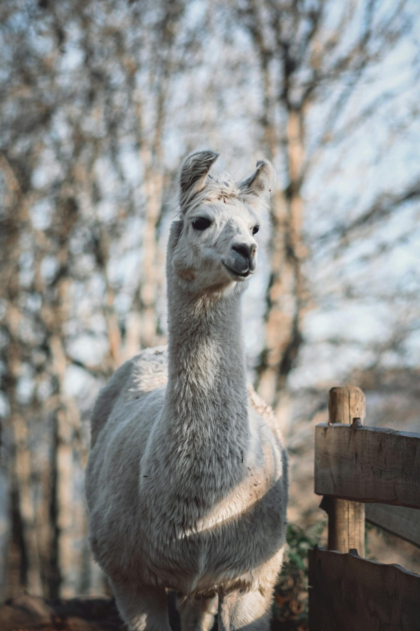 A llama standing next to a wooden fence.