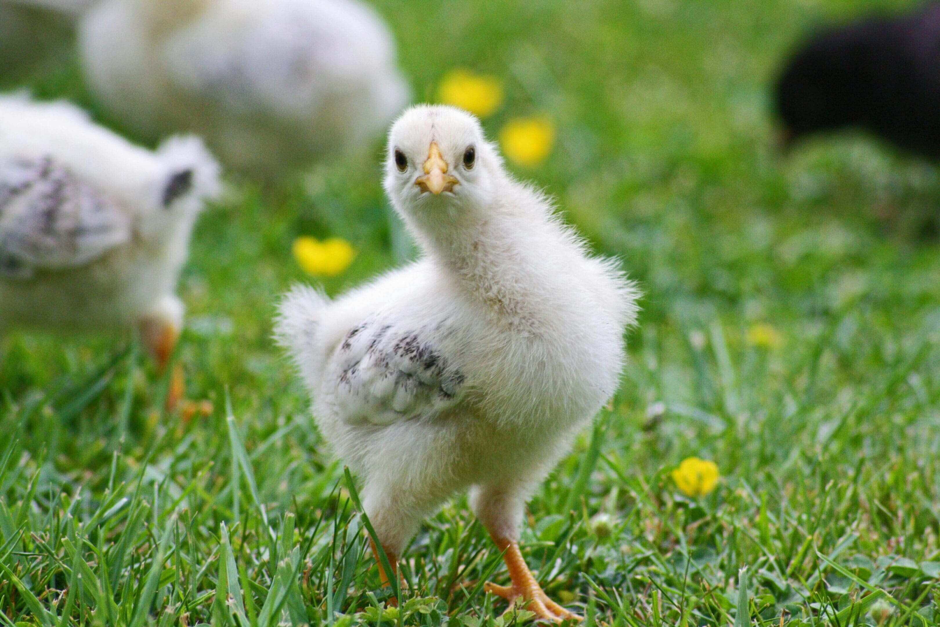 A small white chicken standing in the grass.