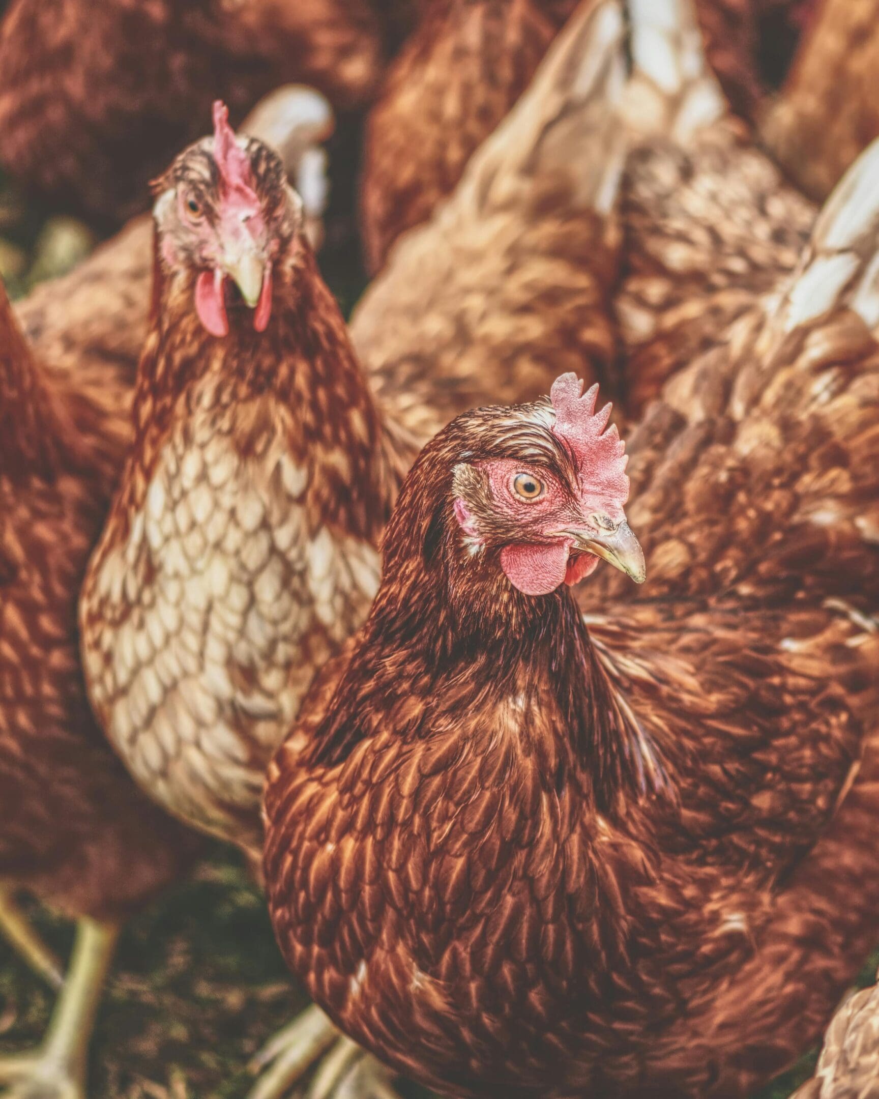 A group of chickens that are standing in the grass.