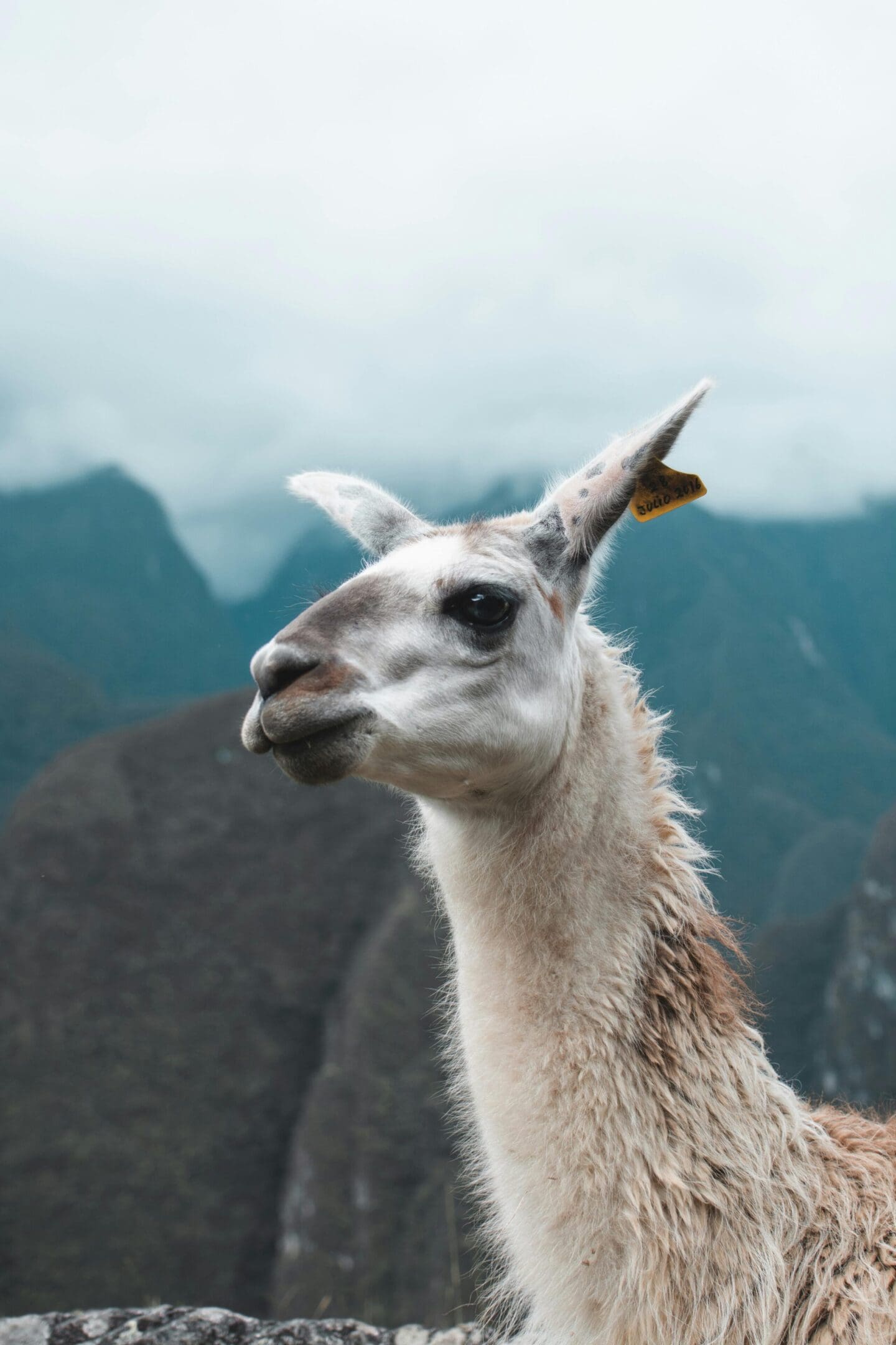 A llama standing on top of a mountain.