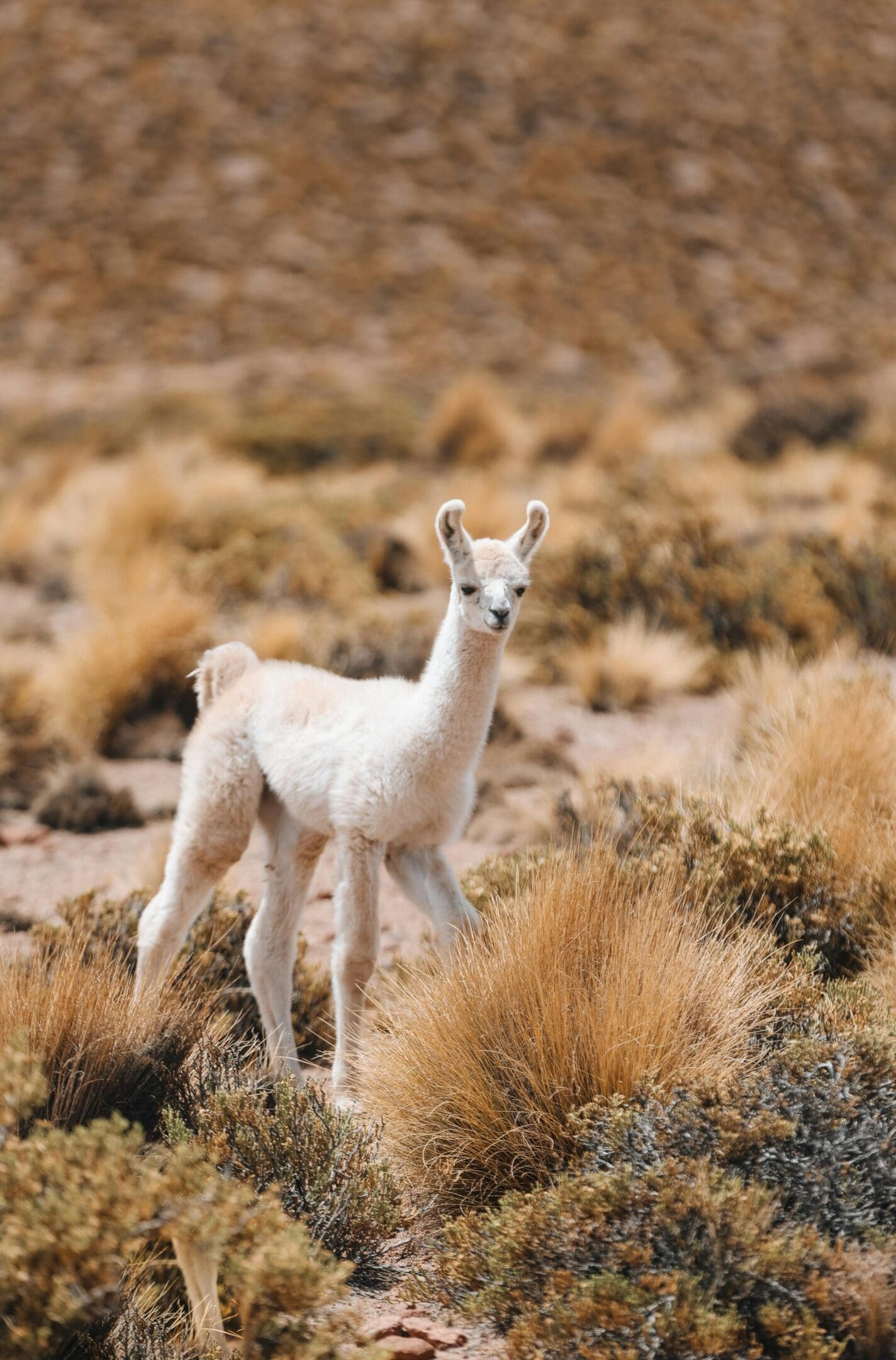 A baby llama standing in the middle of an open field.