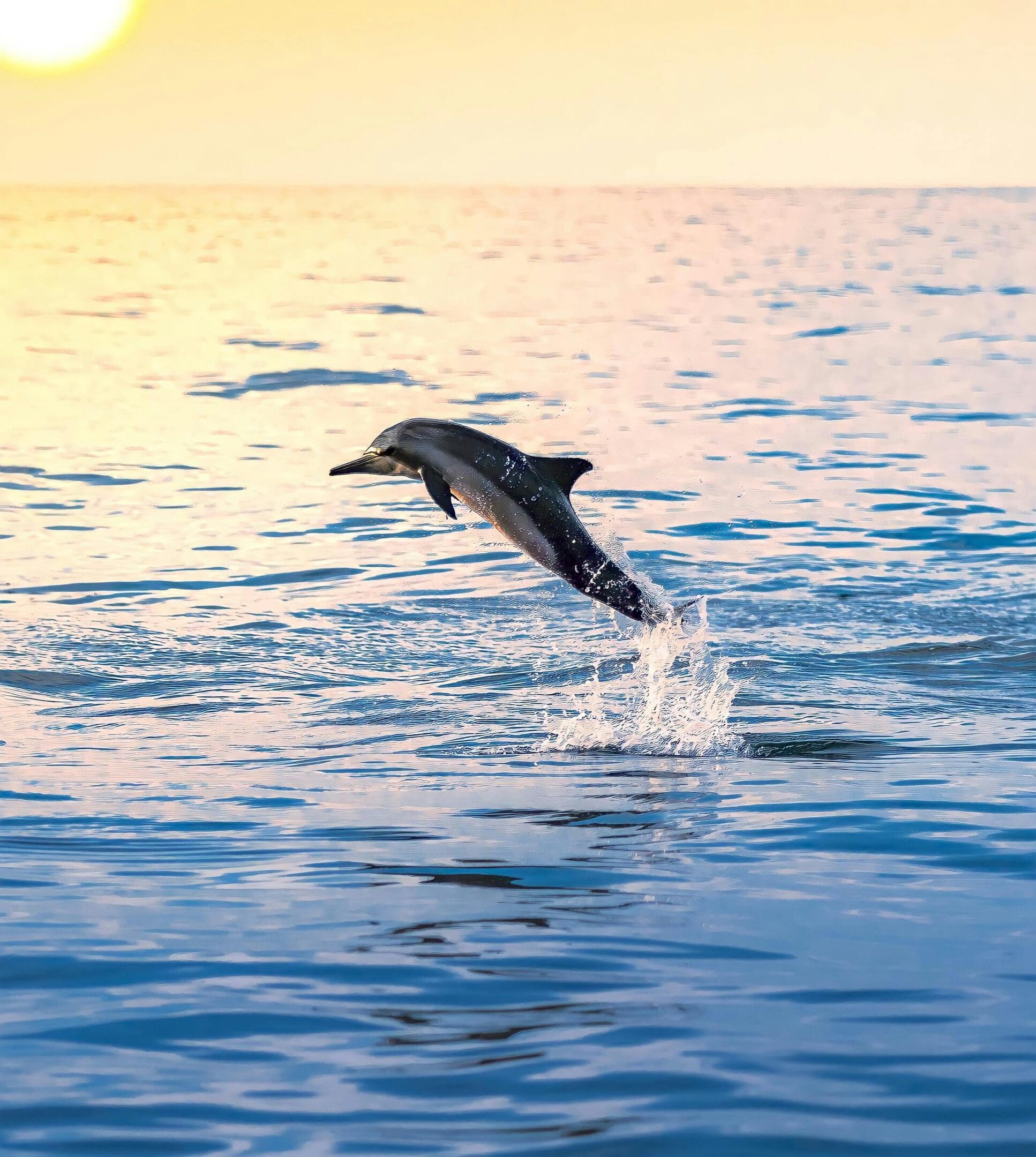 Dolphin leaping at sunset.