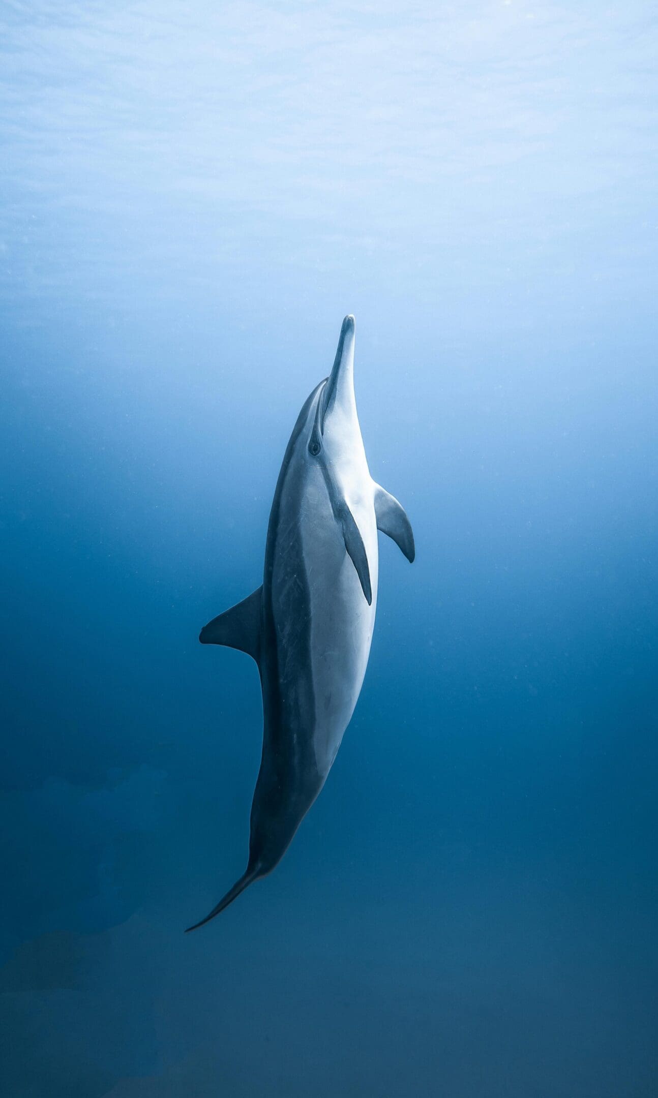 Here's an alt tag for the image: Dolphin swimming underwater.