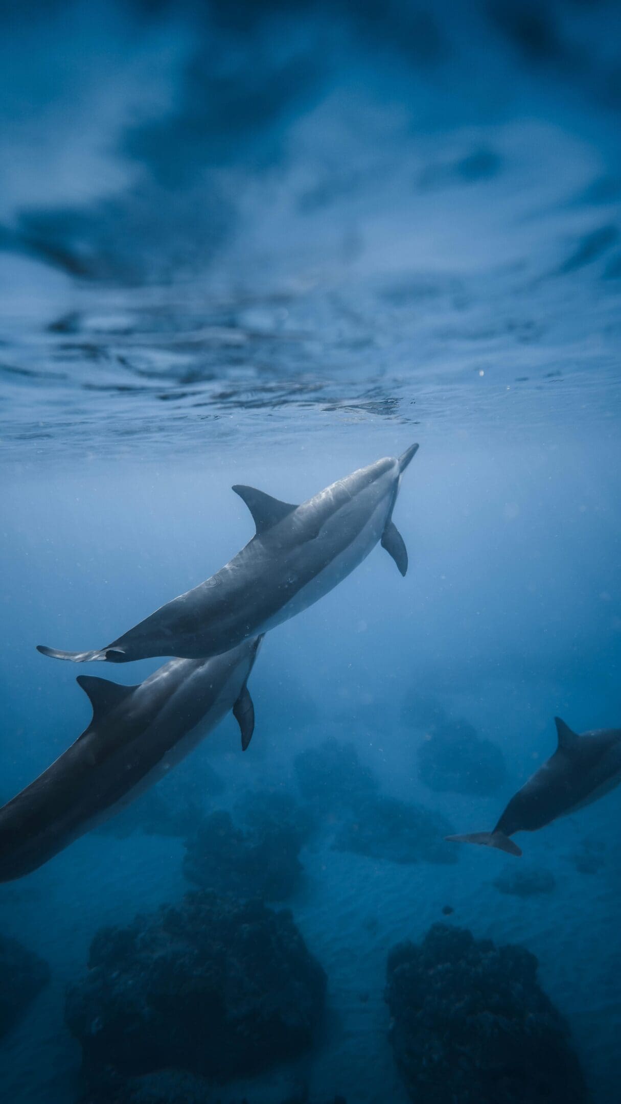 Two dolphins swimming underwater.