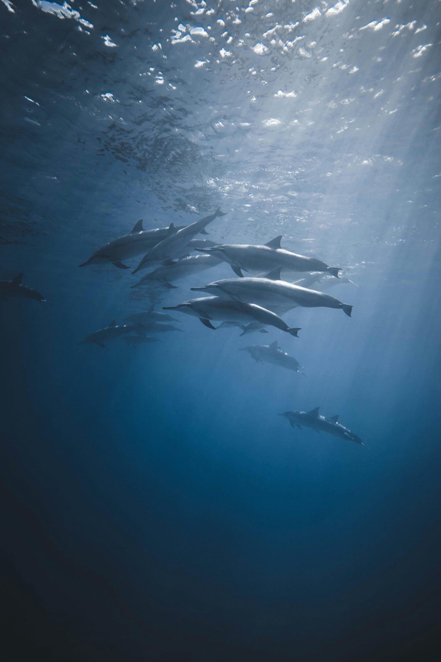 School of dolphins swimming underwater.
