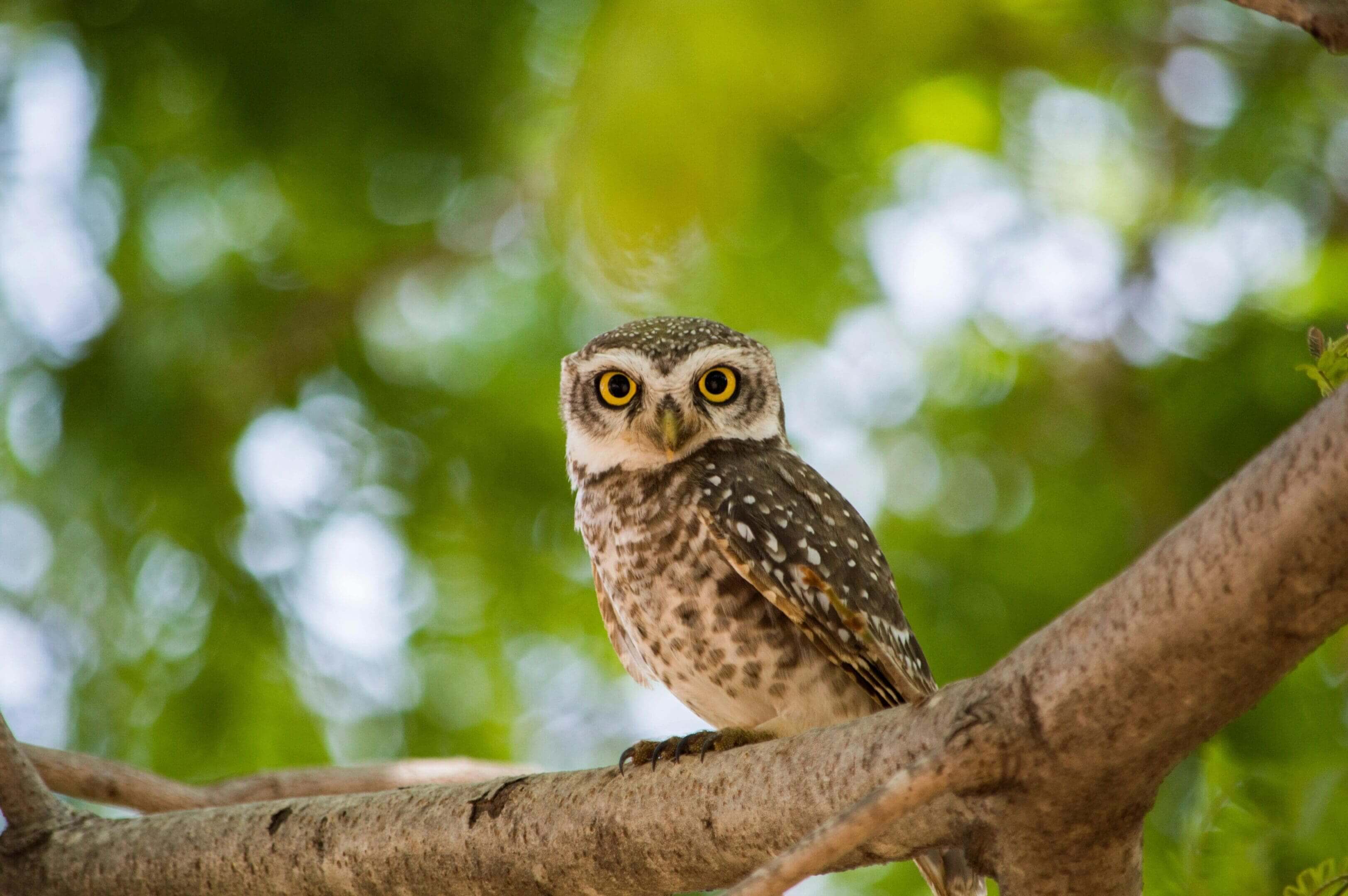 A small owl sitting on top of a tree branch.