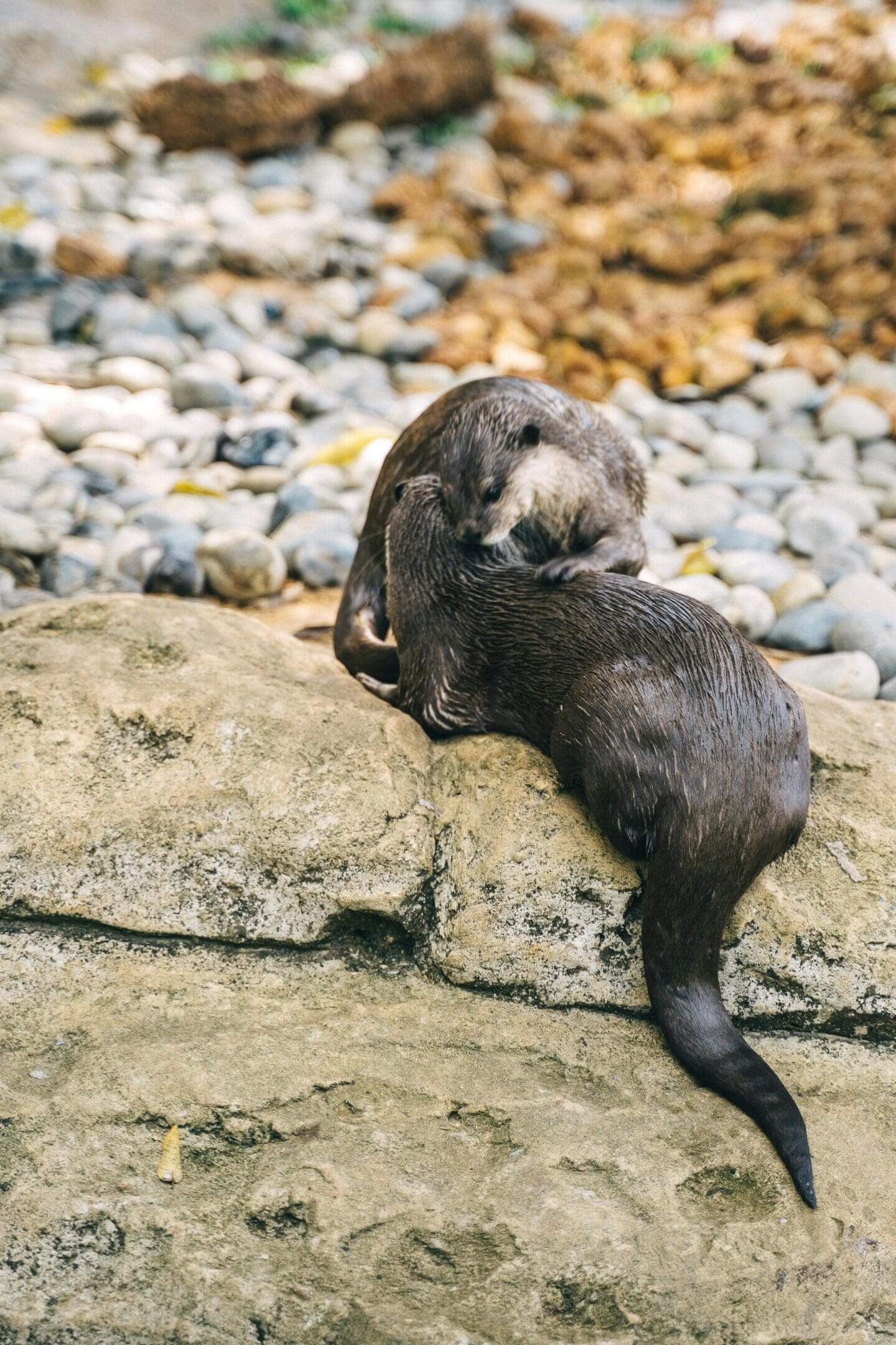 Two otters grooming on a rock.