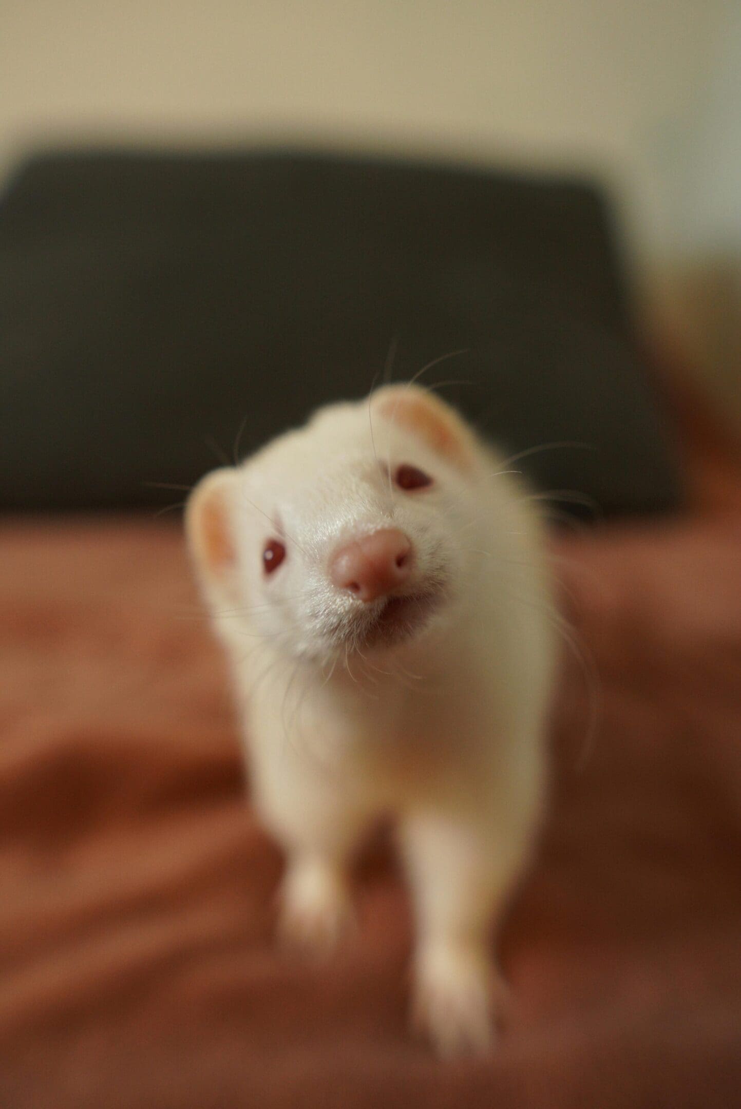 A close up of a small animal on the ground