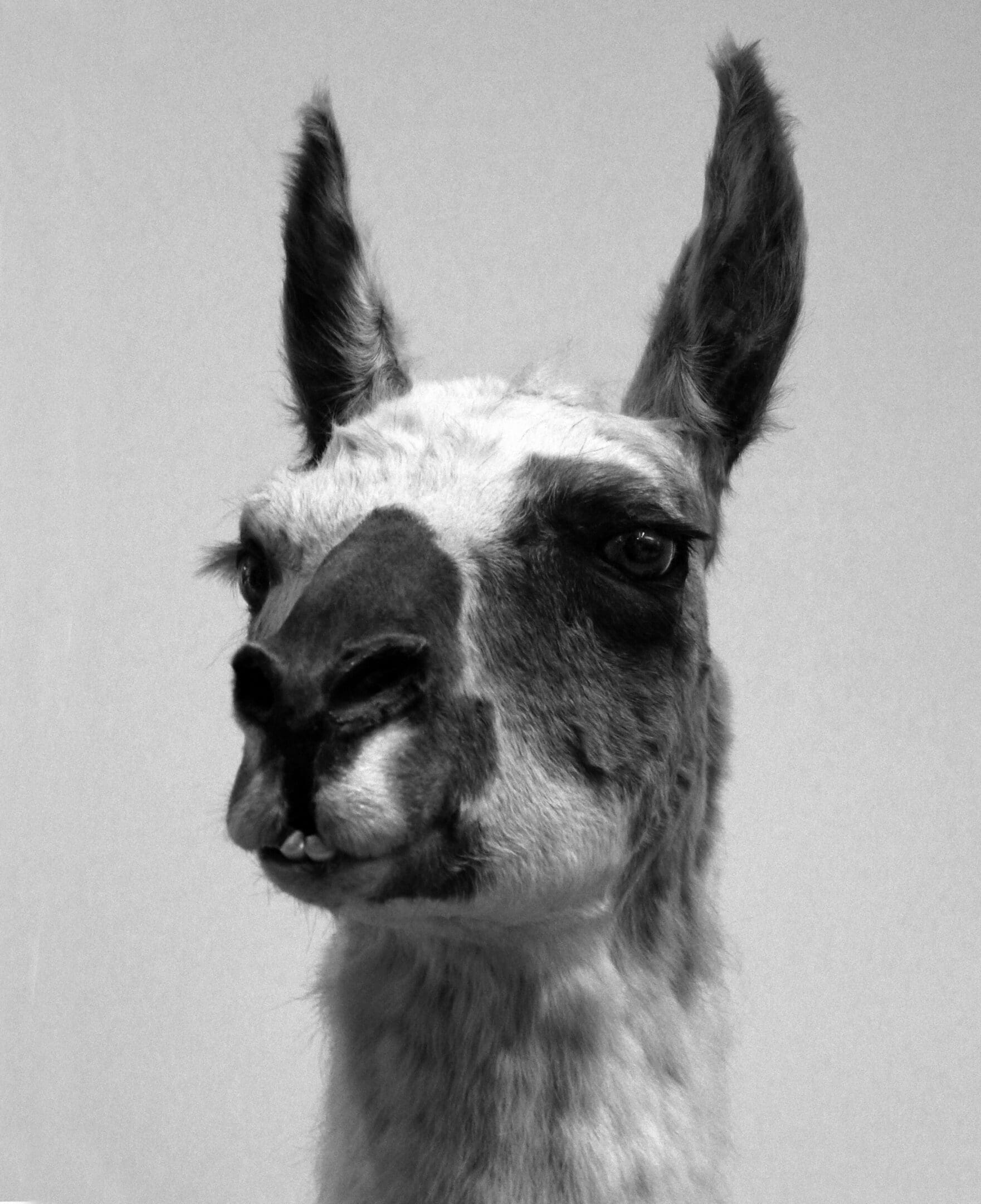 A black and white photo of an animal.