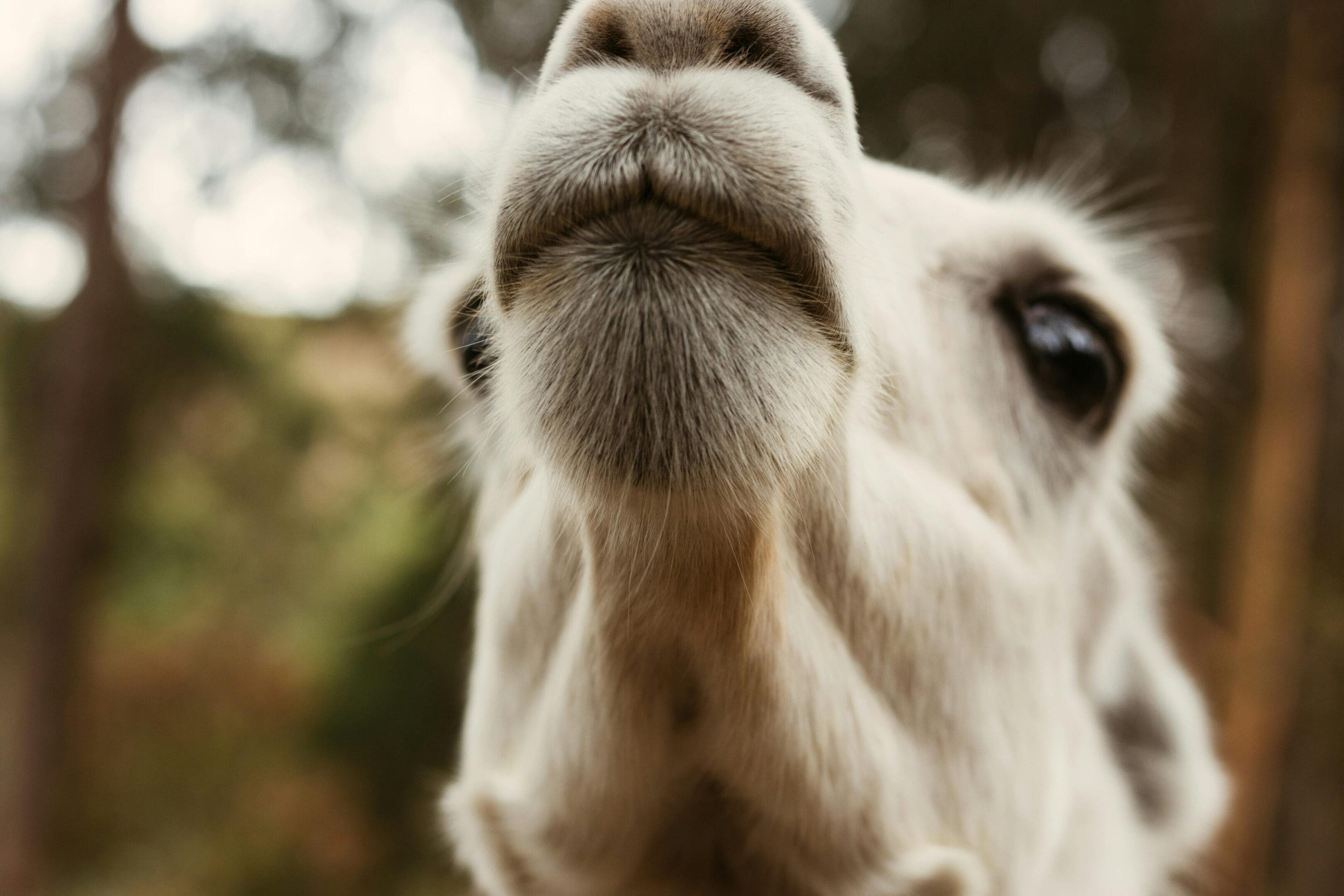 A close up of the face and head of a cow.