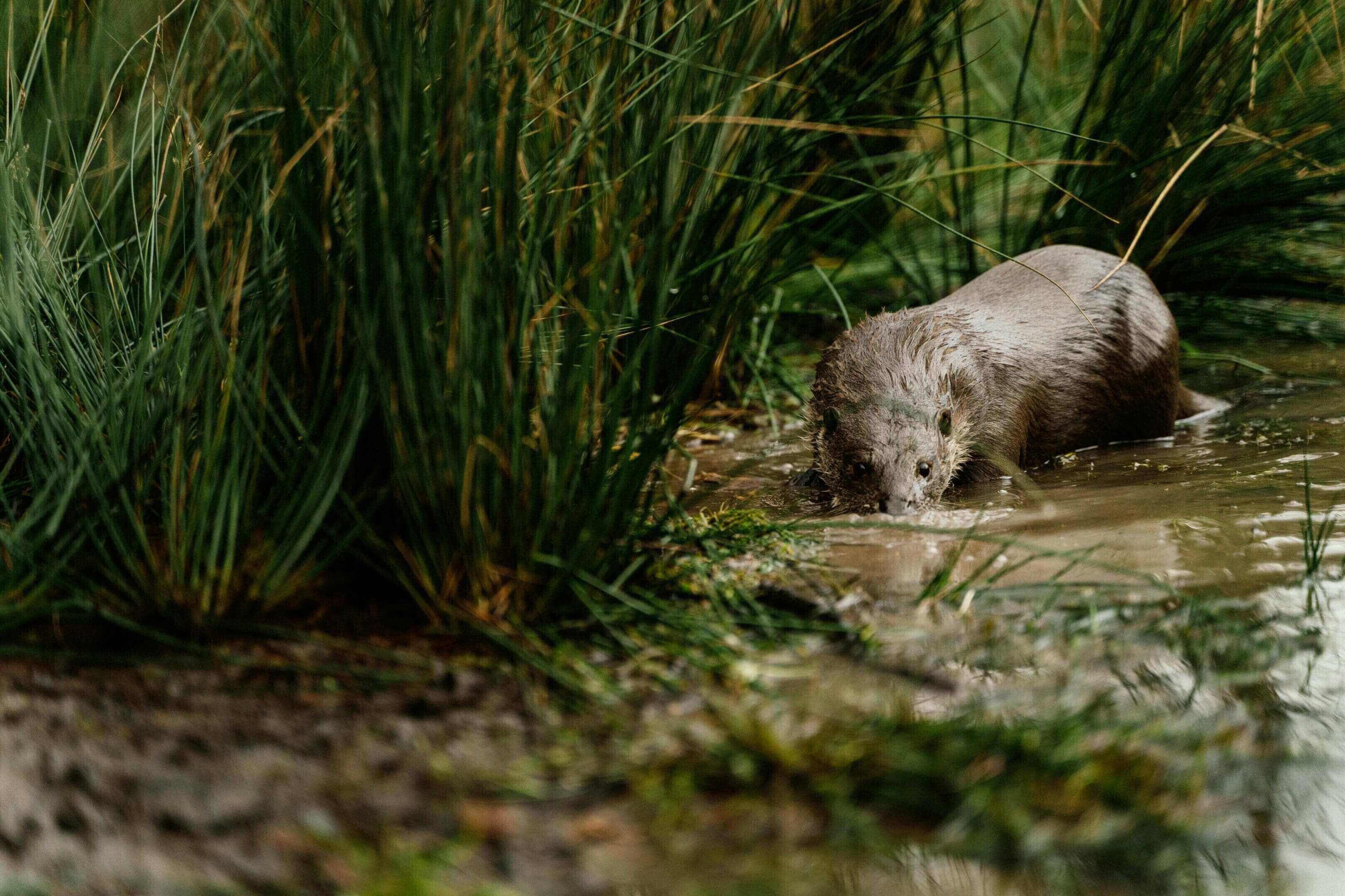 Otter in water, surrounded by grass.
