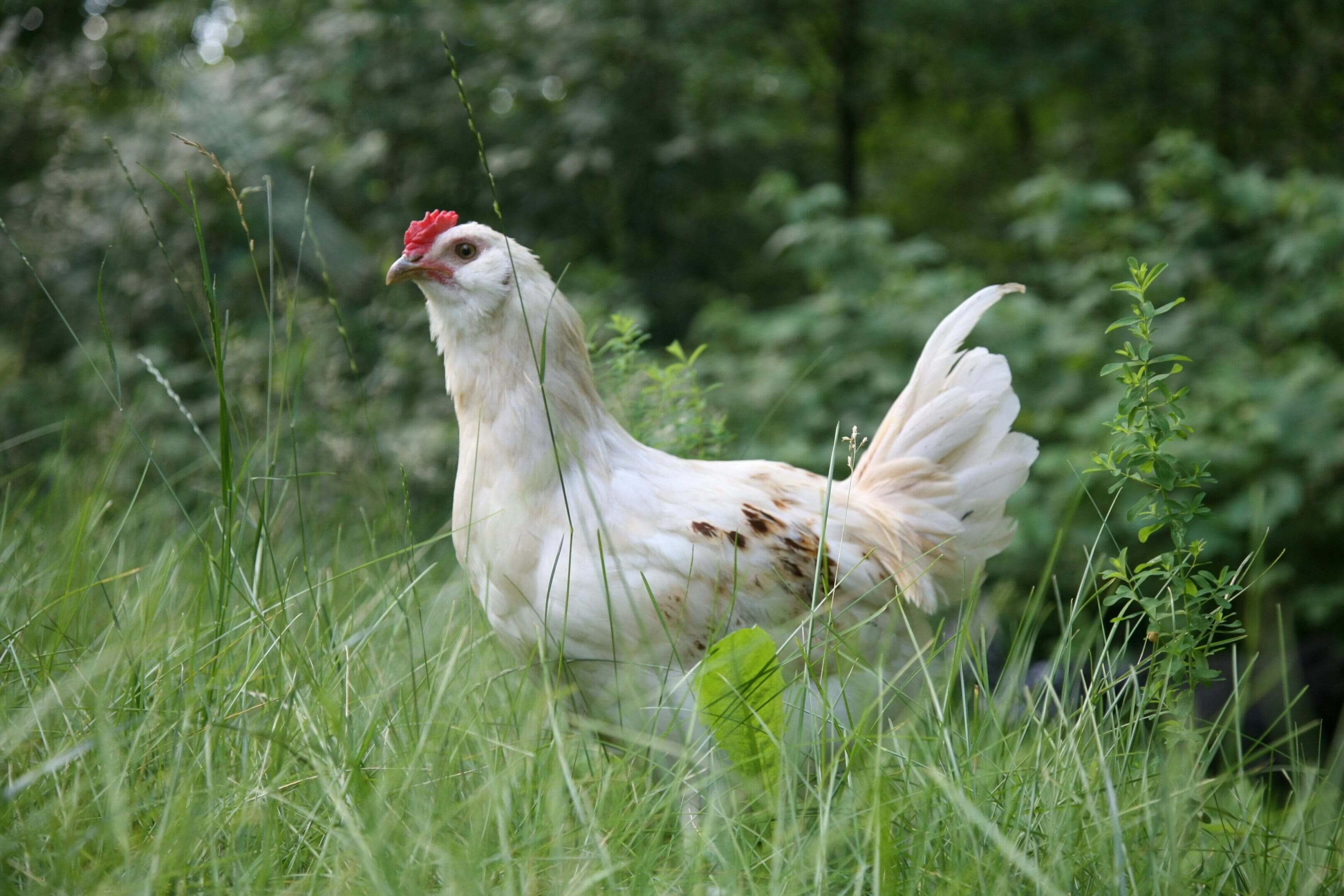 A white chicken standing in tall grass near trees.