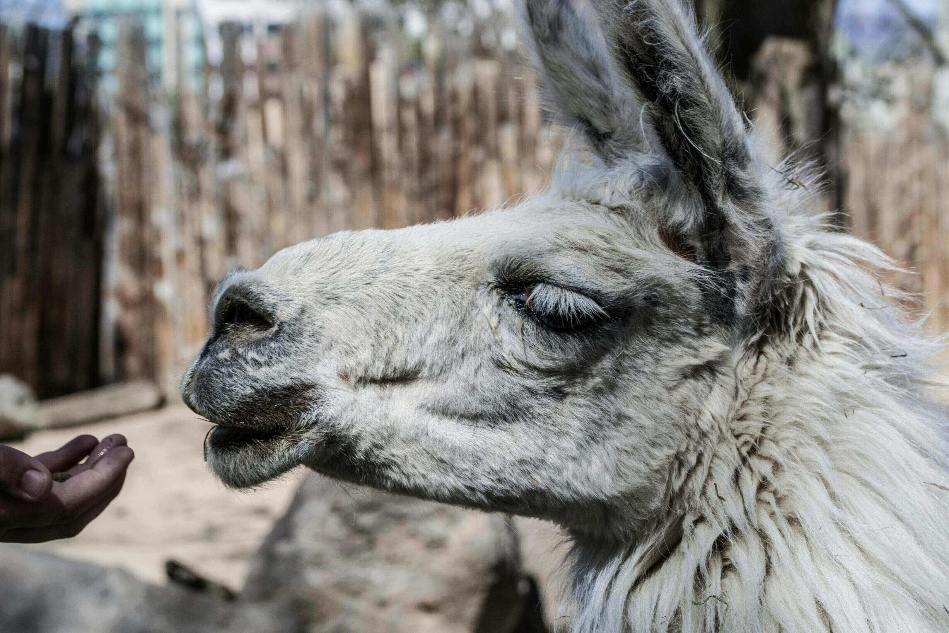 A close up of the head and face of an animal.